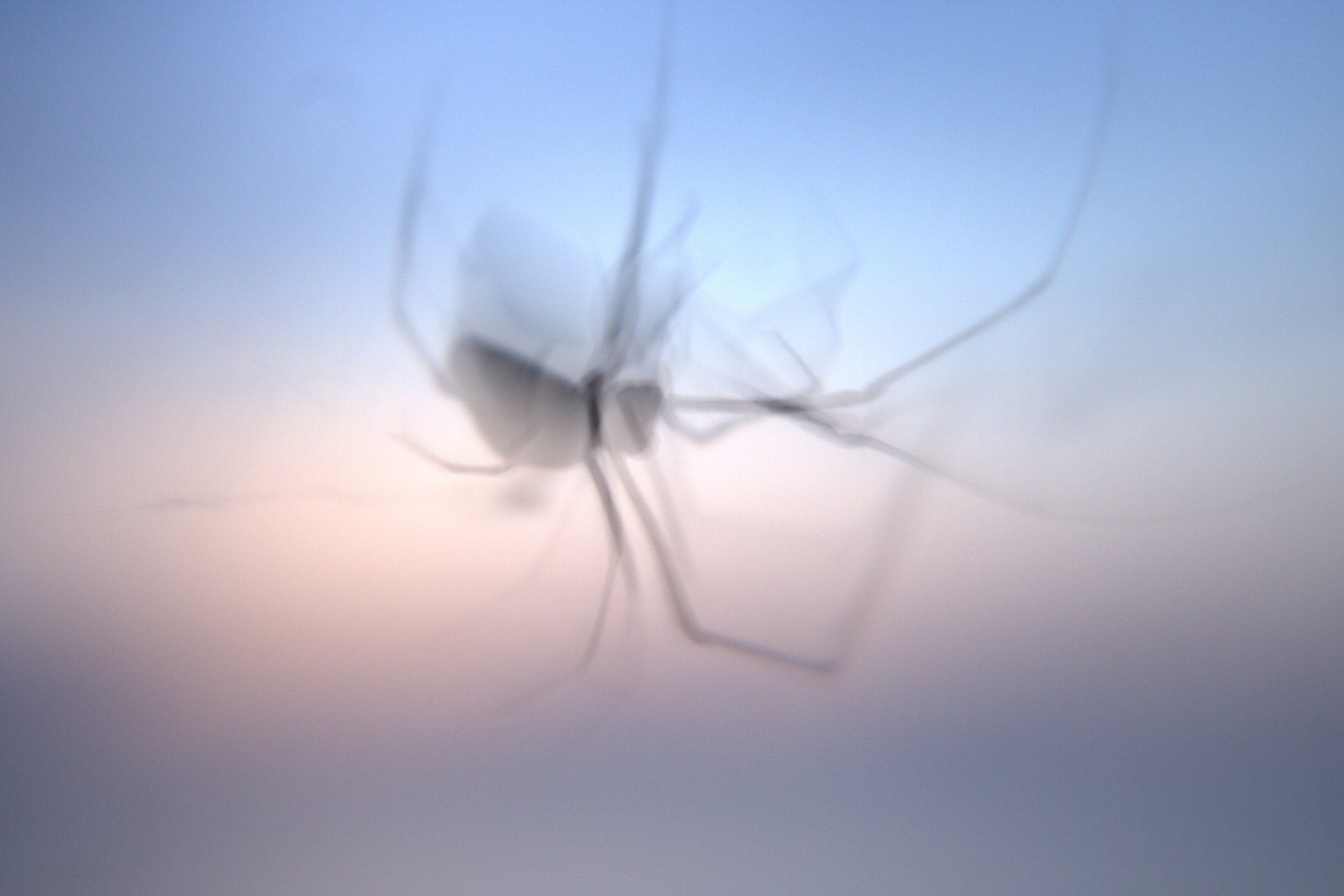spider in color background.jpg