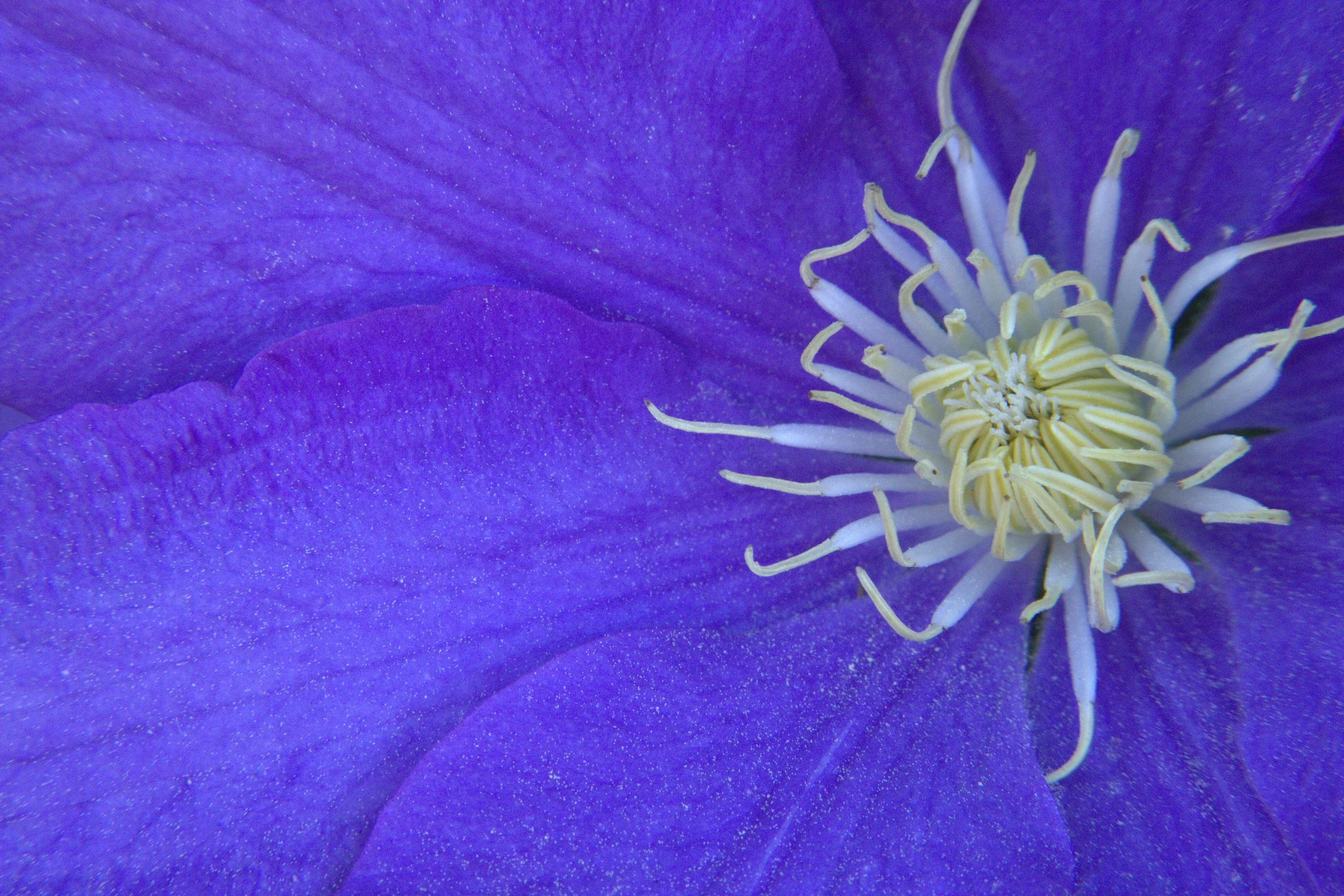 white center flower.jpg