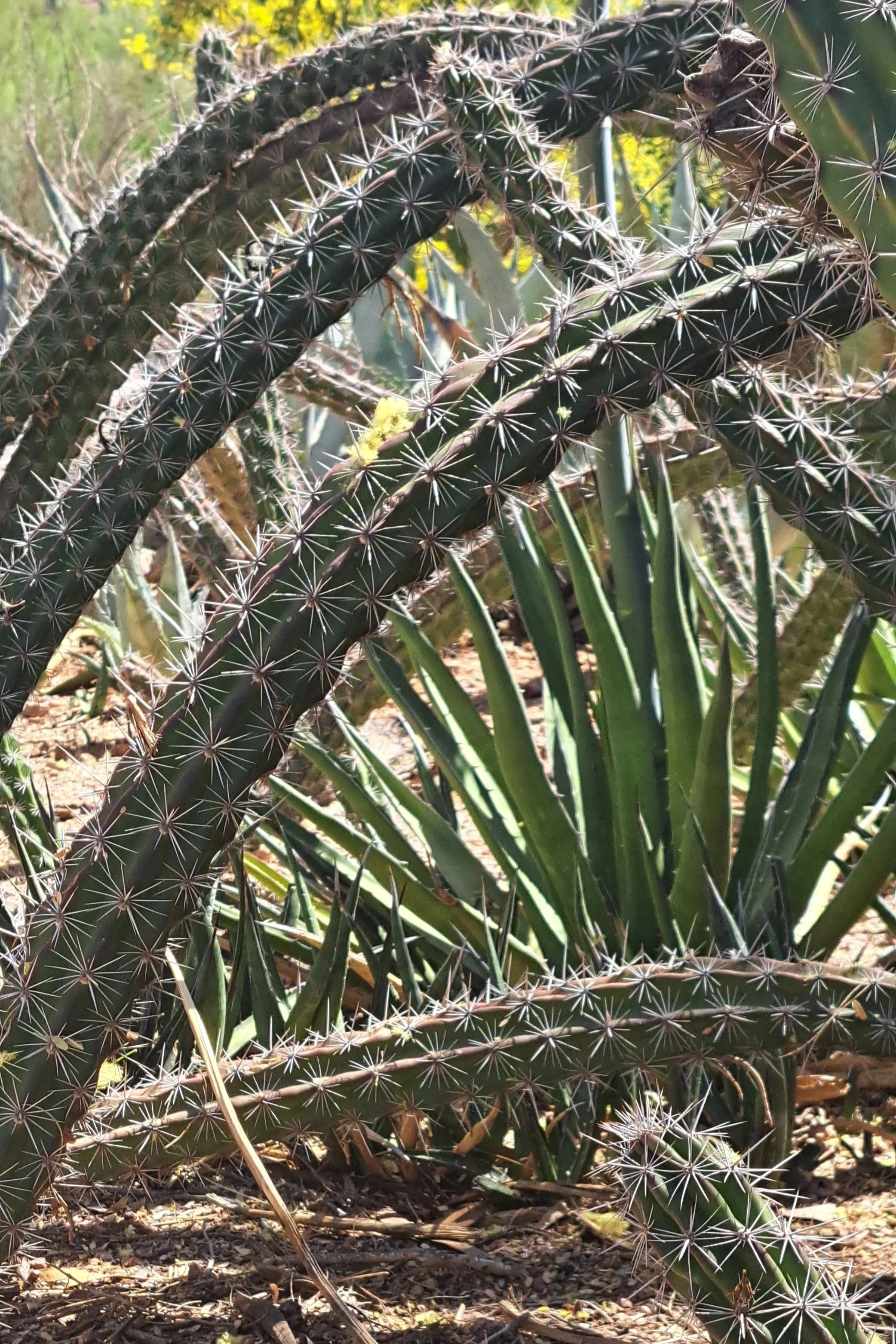 kelly-burgwinkel-spikes-with-a-twist.jpg