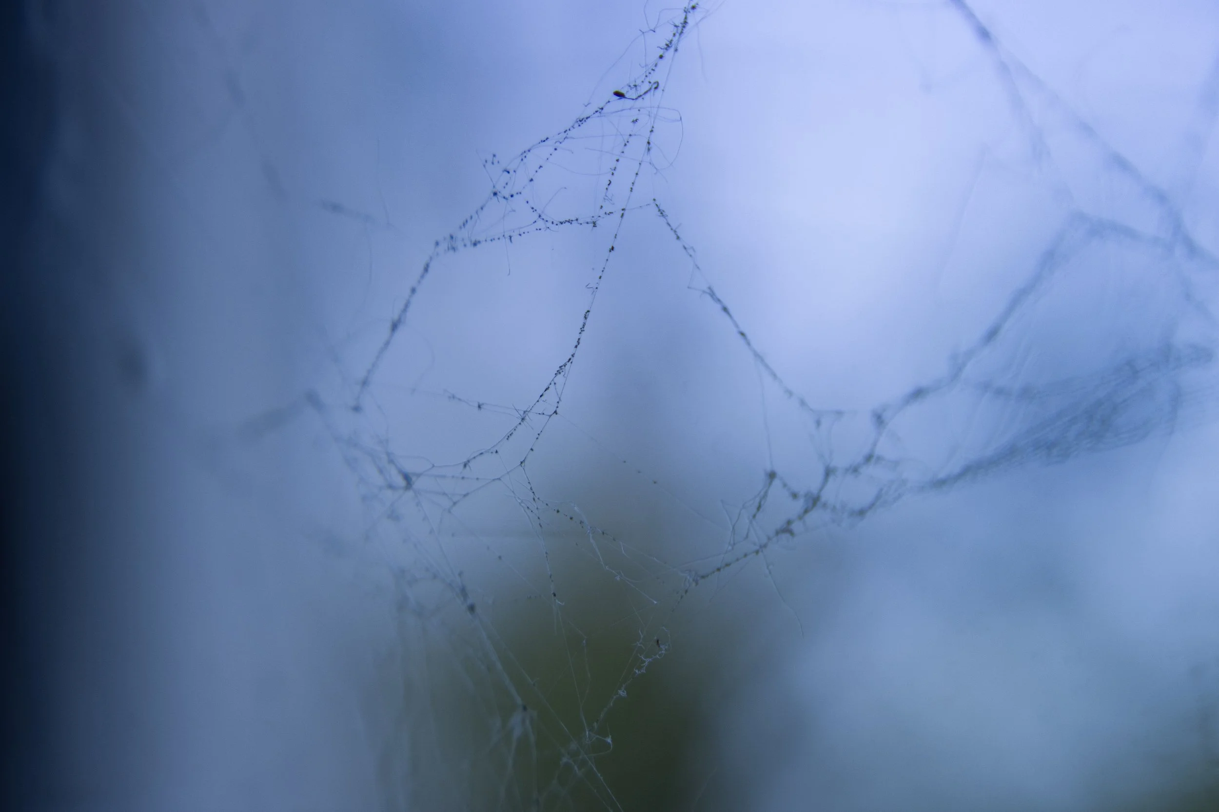 fancy spider web.jpg