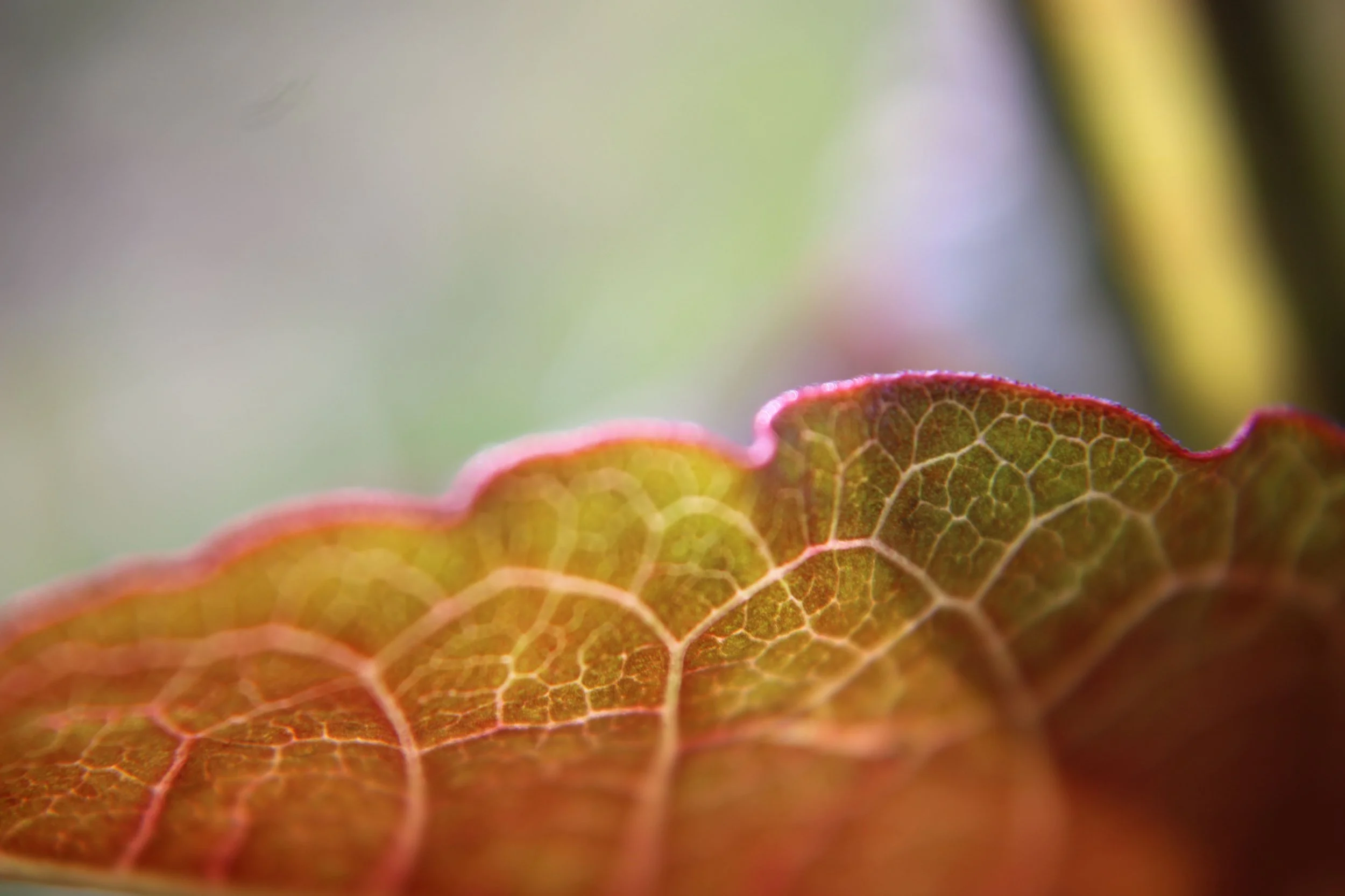 red leaf.jpg