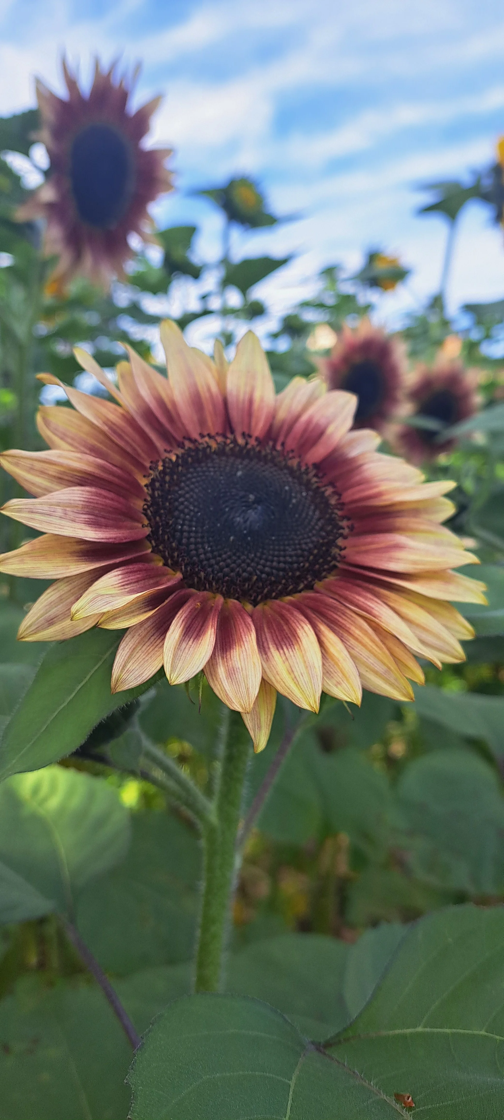 kelly-burgwinkel (6).jpg