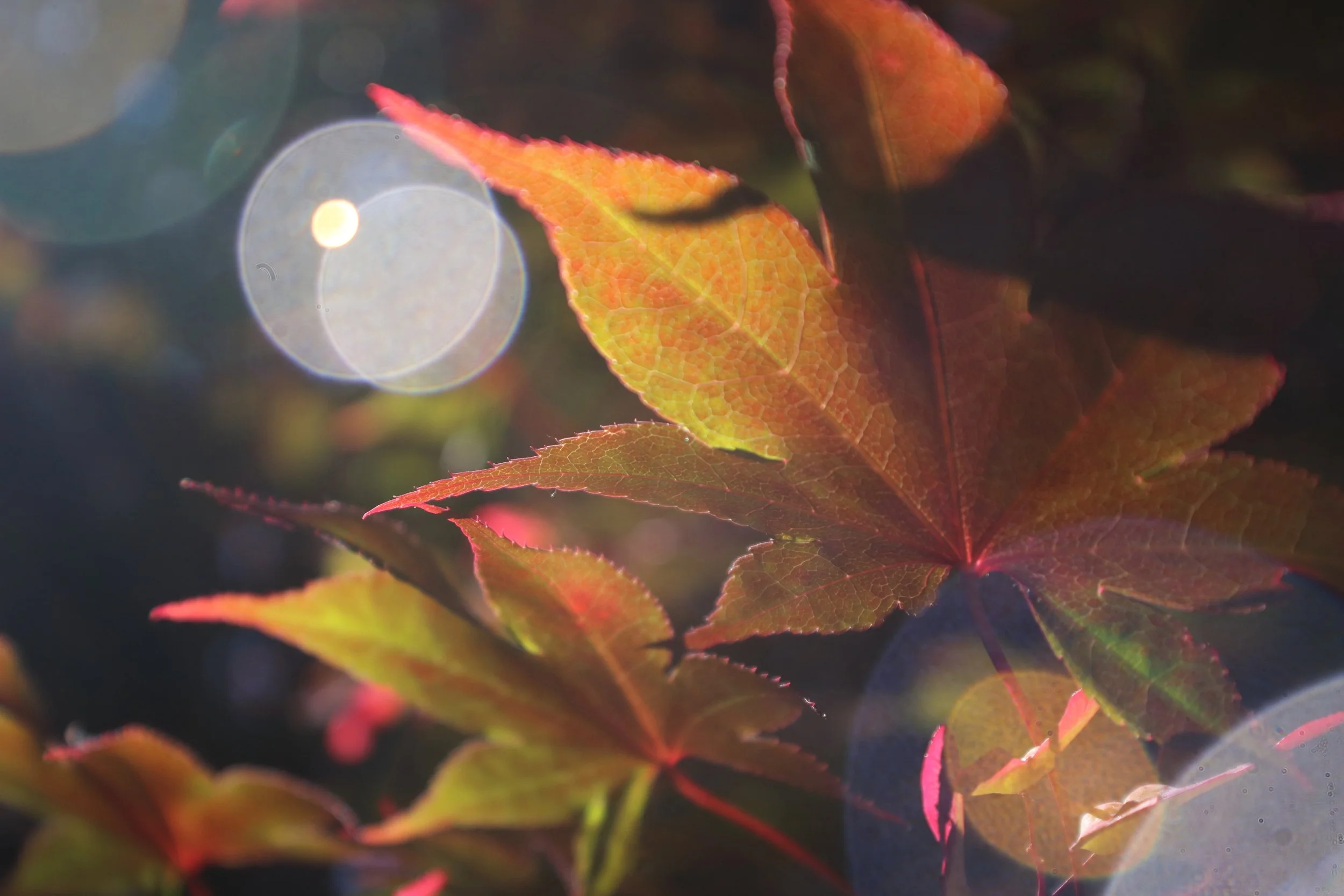 leaf with orbs.JPG