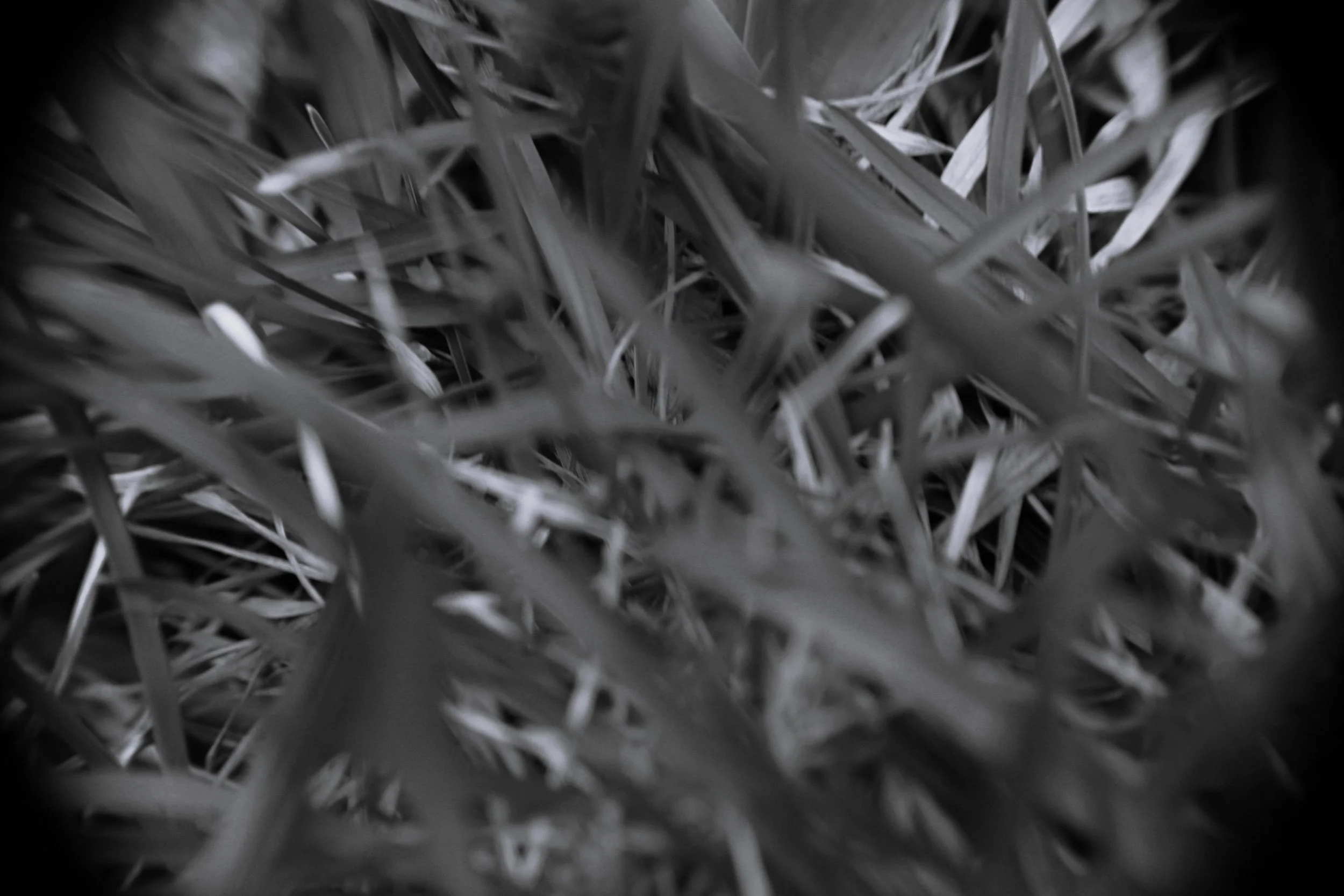 Kelly_burgwinkel_depth in the grass.jpeg