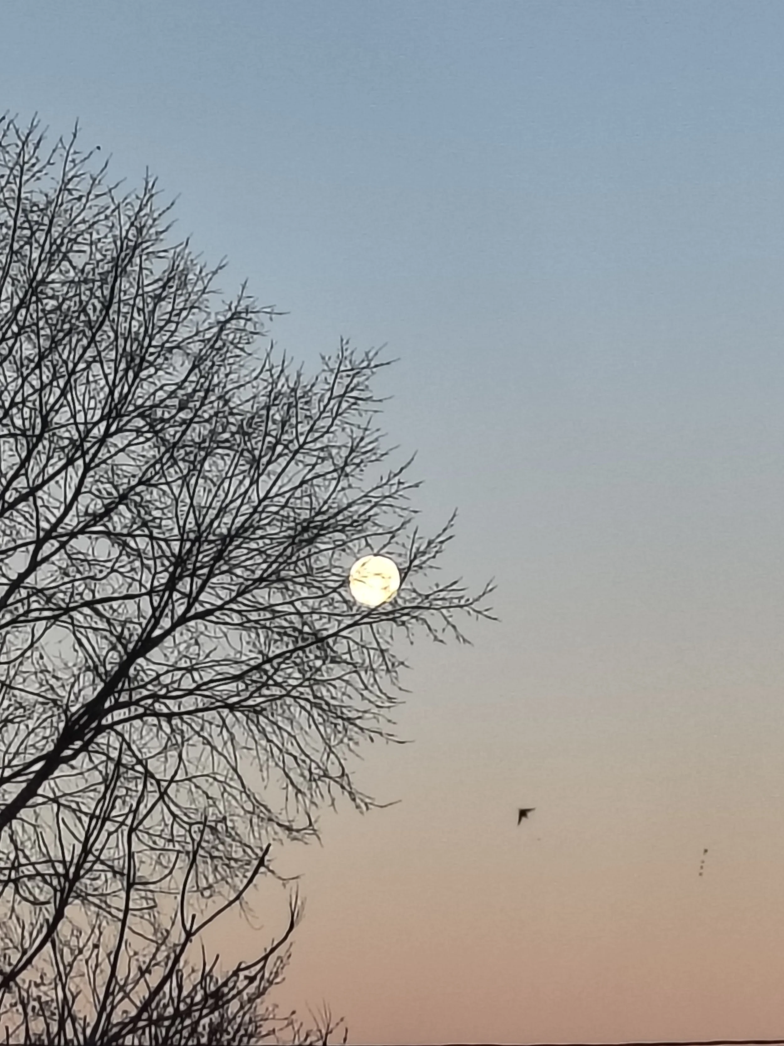 kelly-burgwinkel-moon-with-bird.jpg