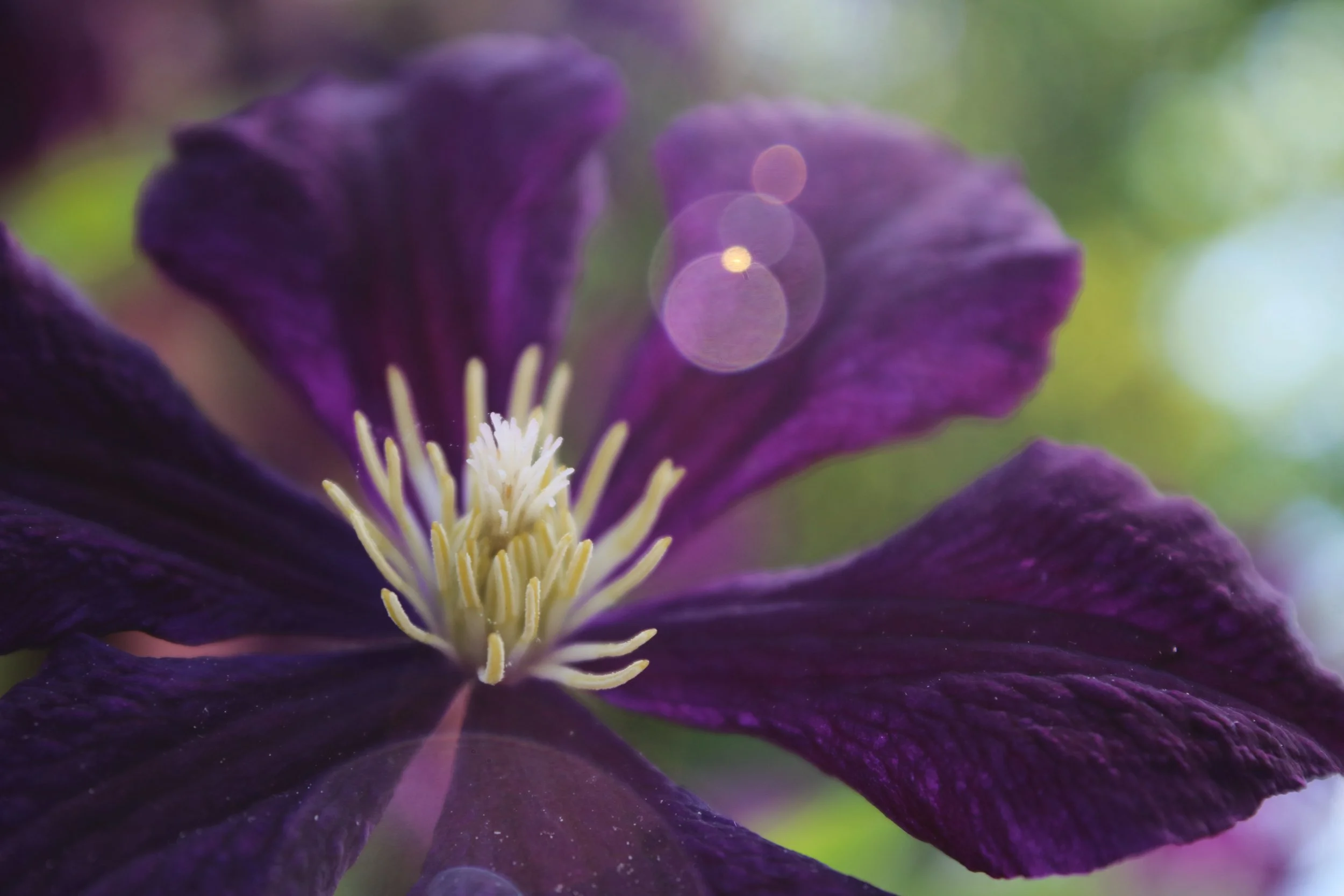 nice purple.JPG
