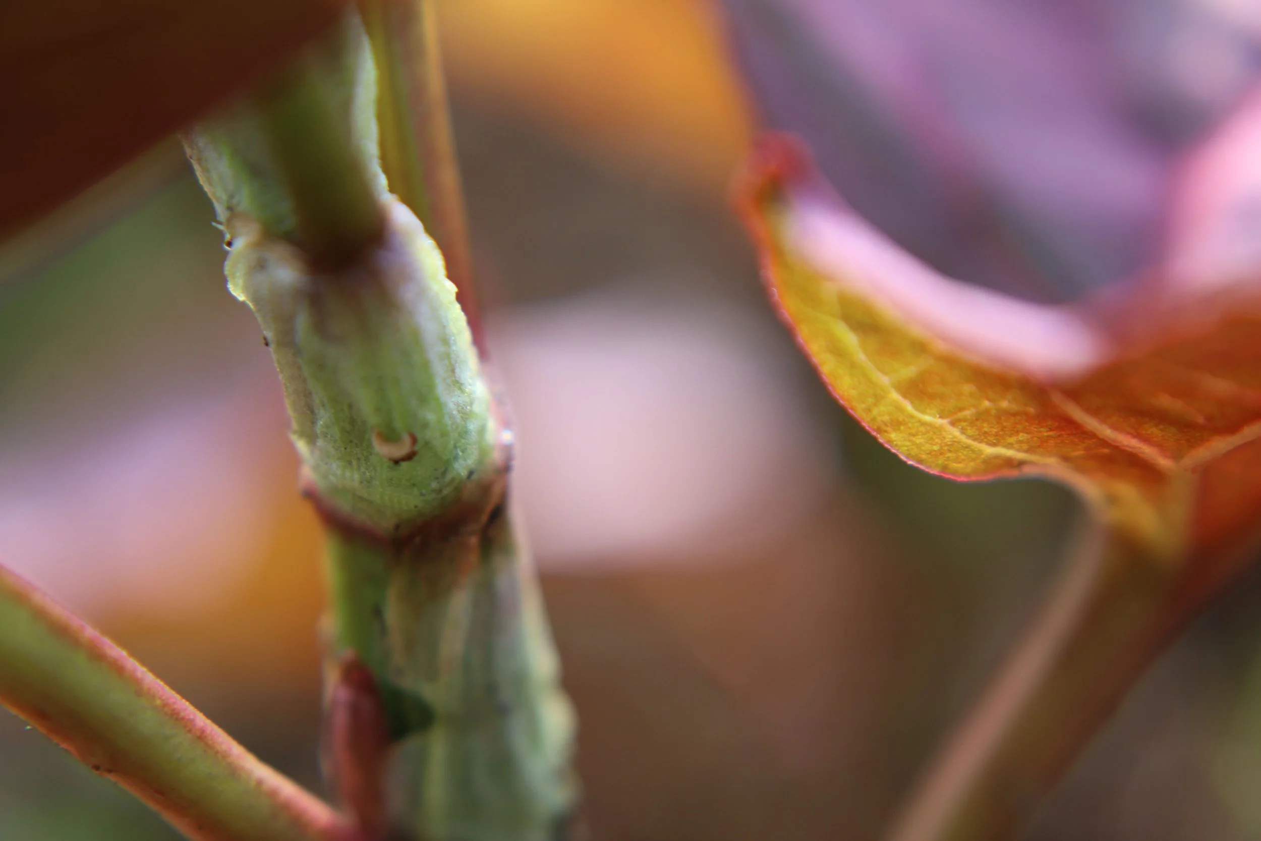 stem and leaf.jpg