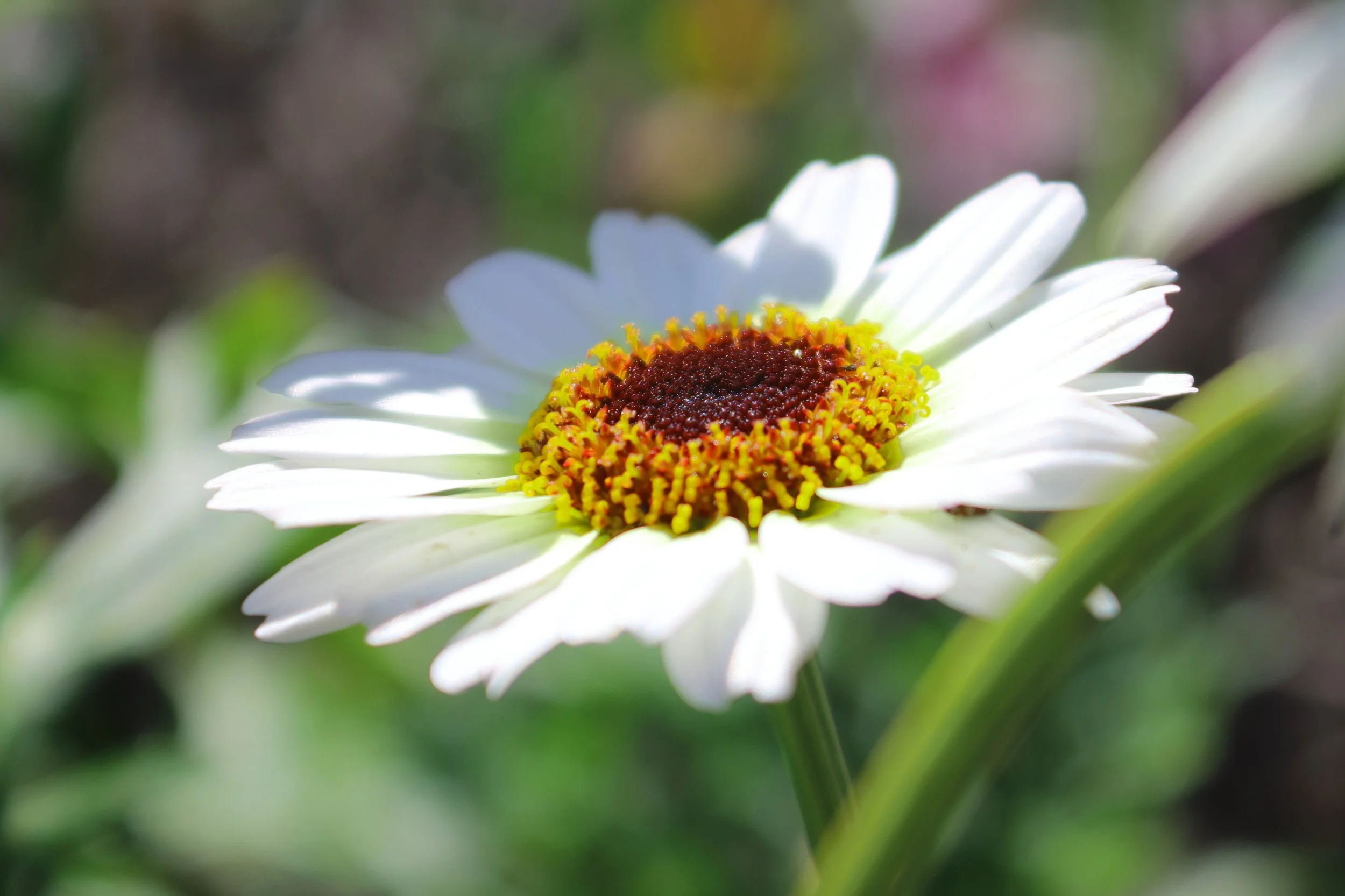 crop white.JPG