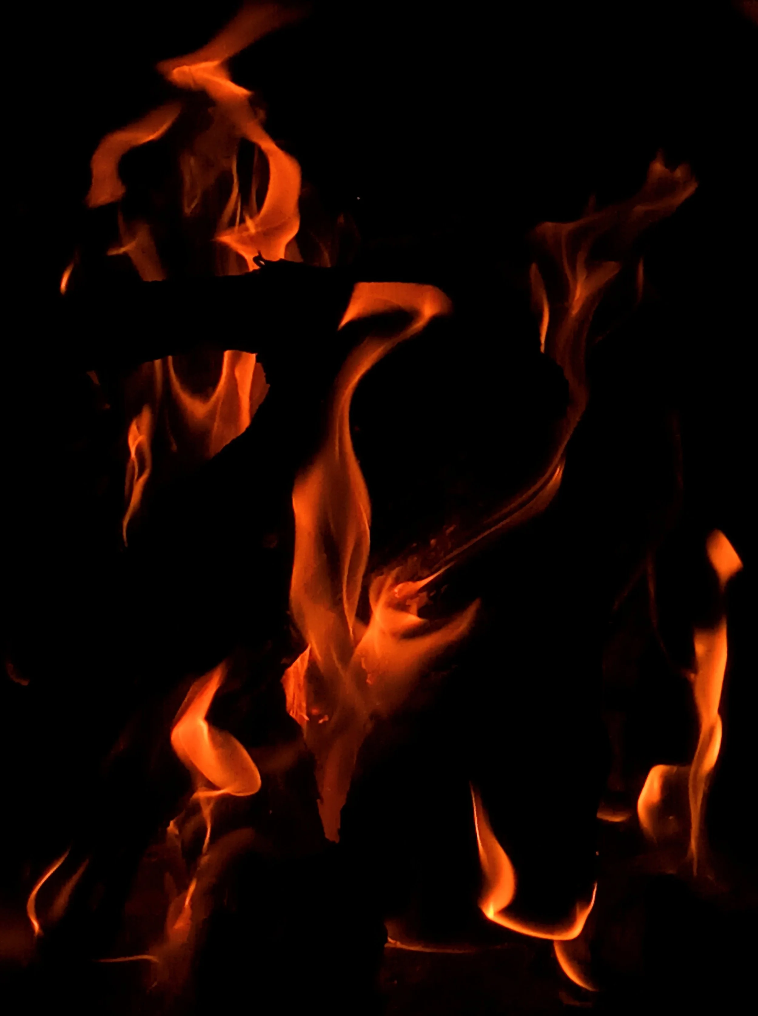 bird in the flames