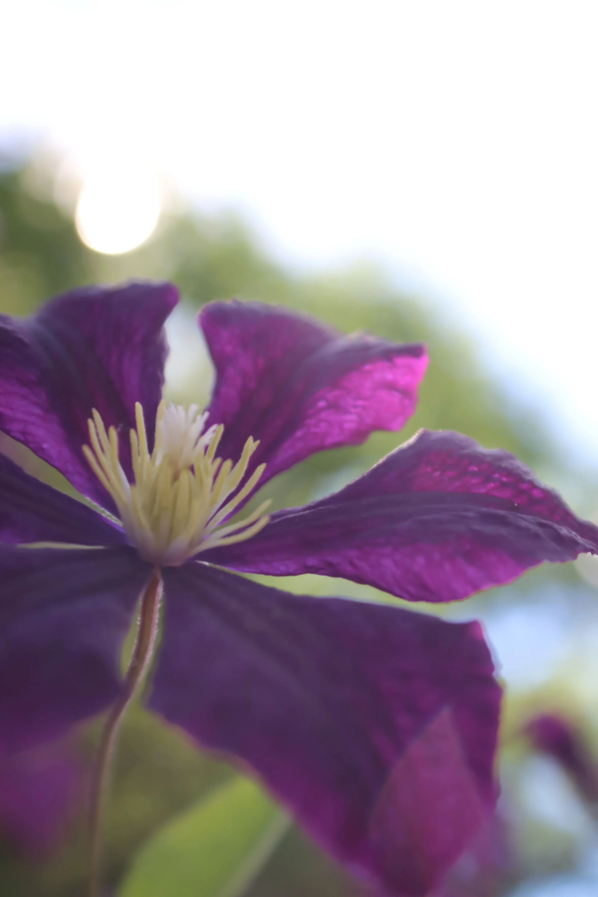 light of purple.JPG