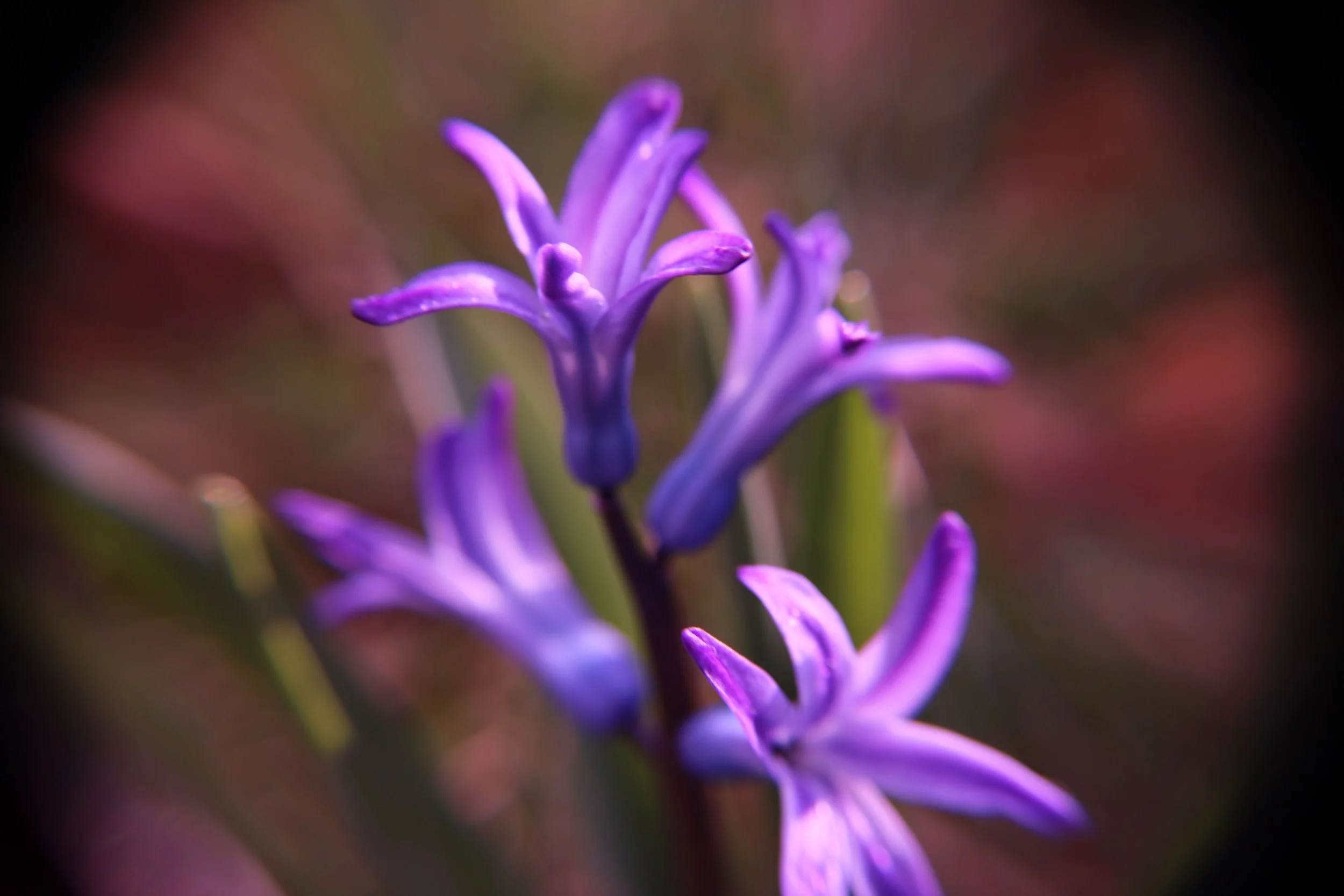 purple flower broader.jpg