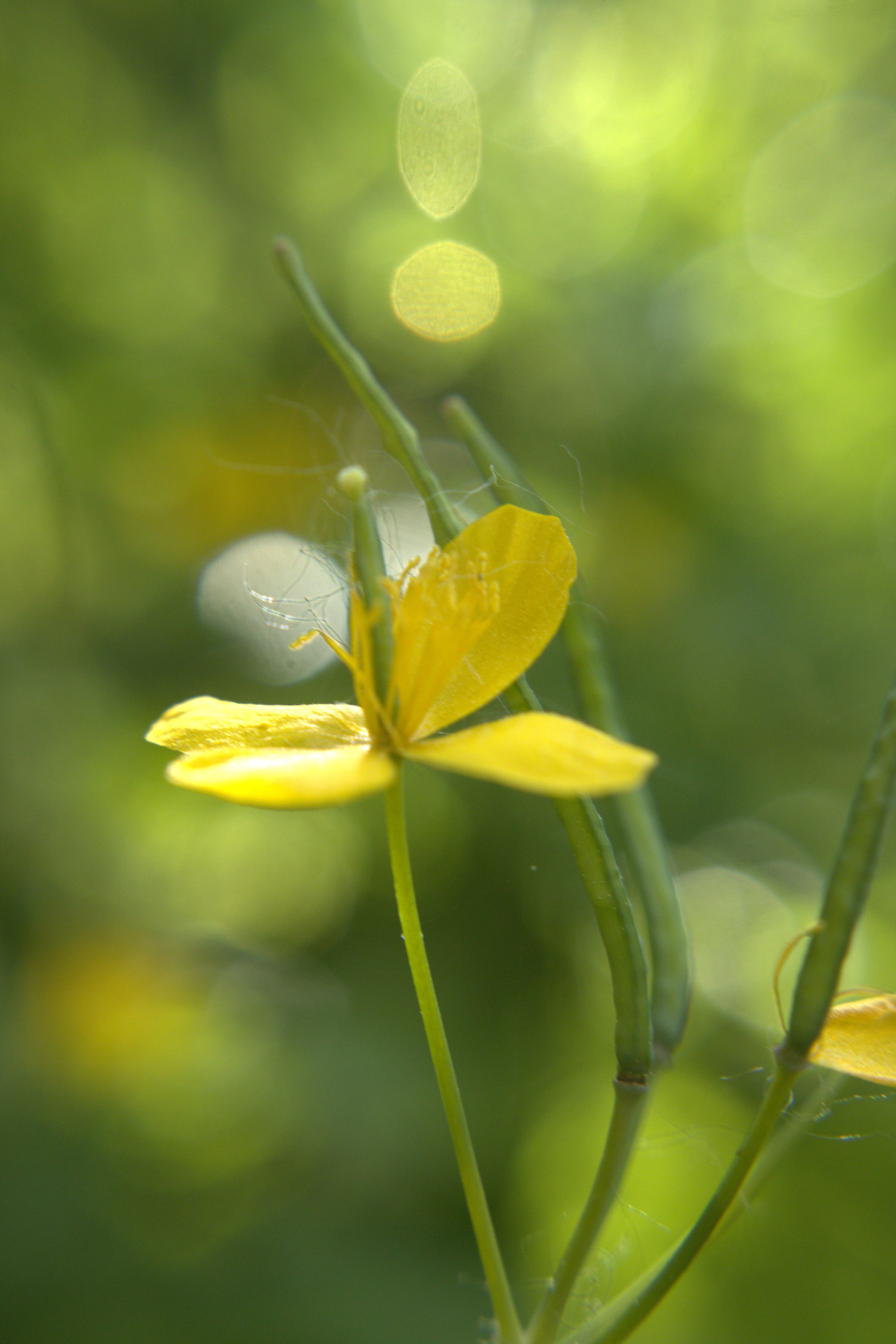 flower with beam.jpg