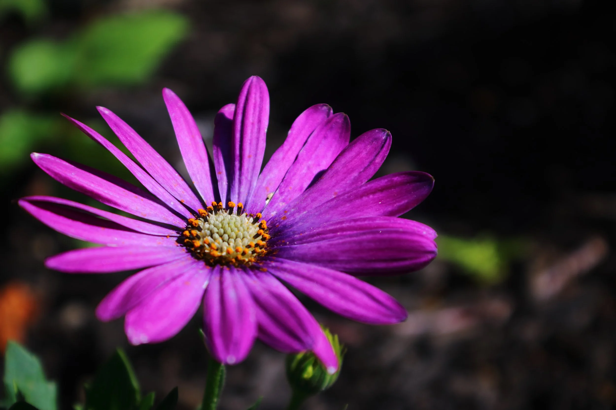 purple with some edits.JPG