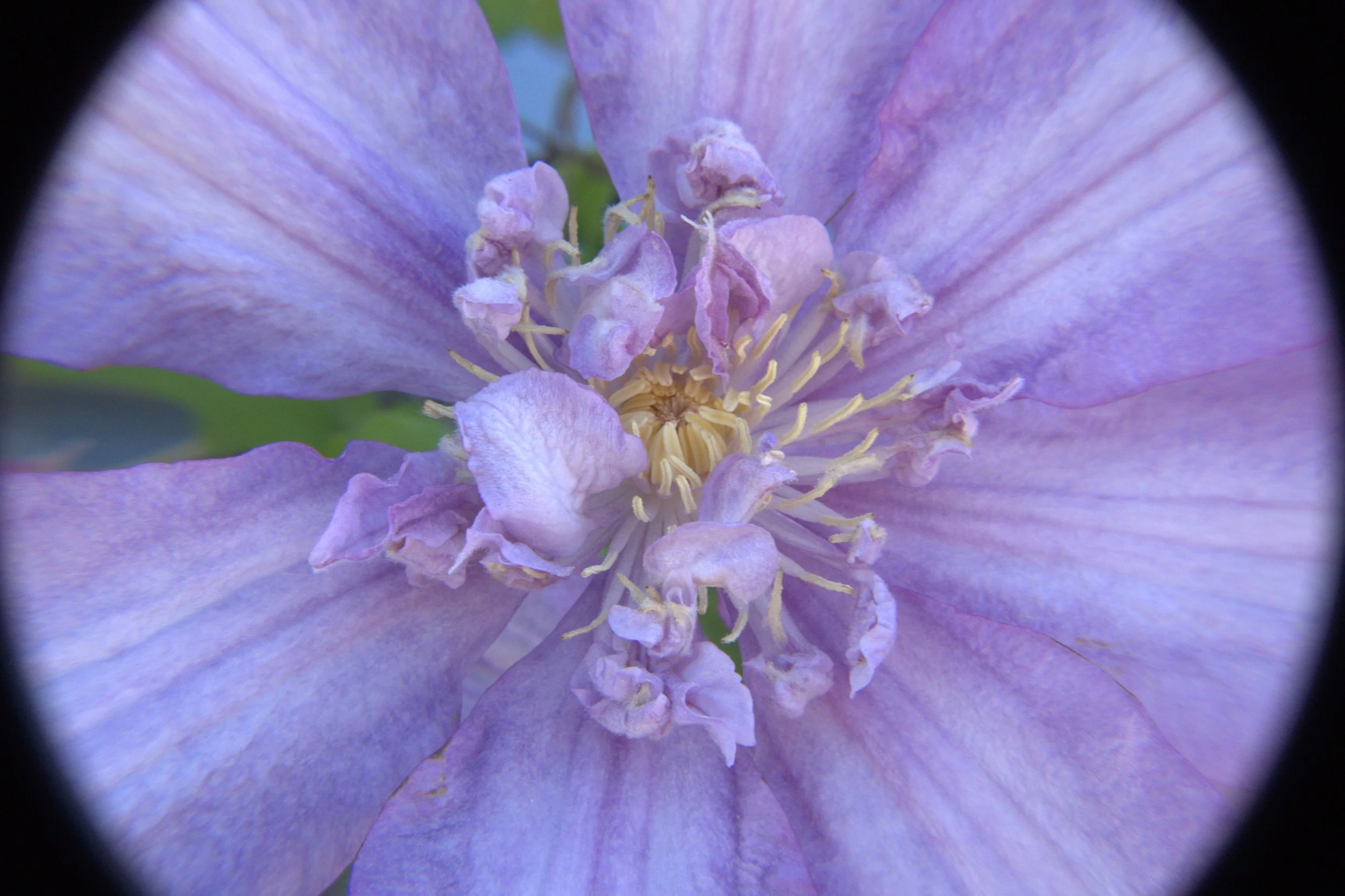 purple in circle