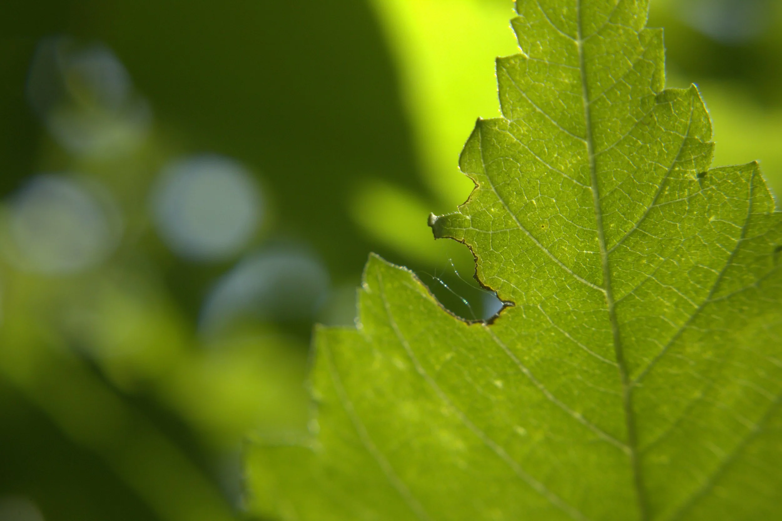 leaf with cut.jpg