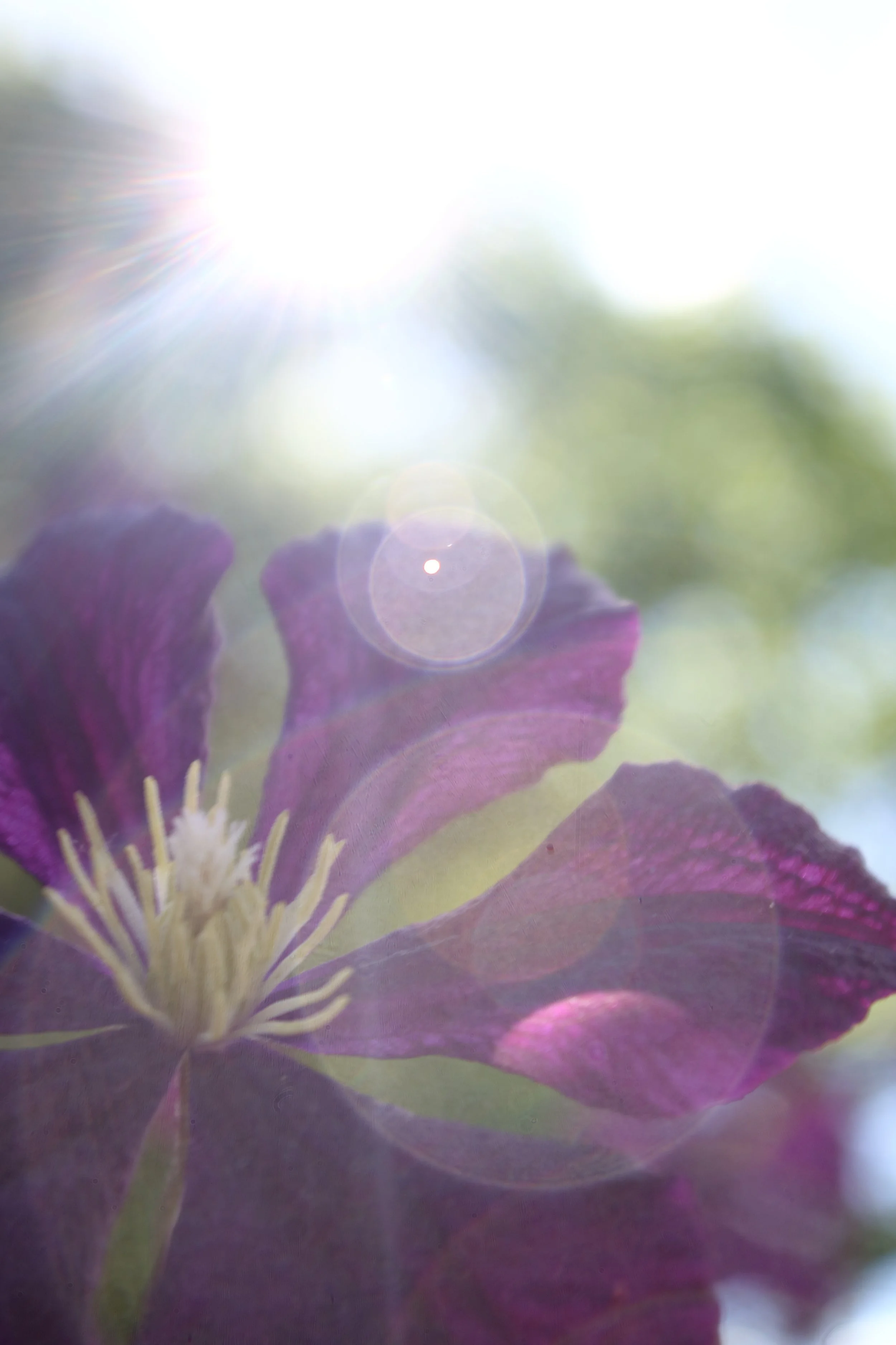 orbs on purple.JPG