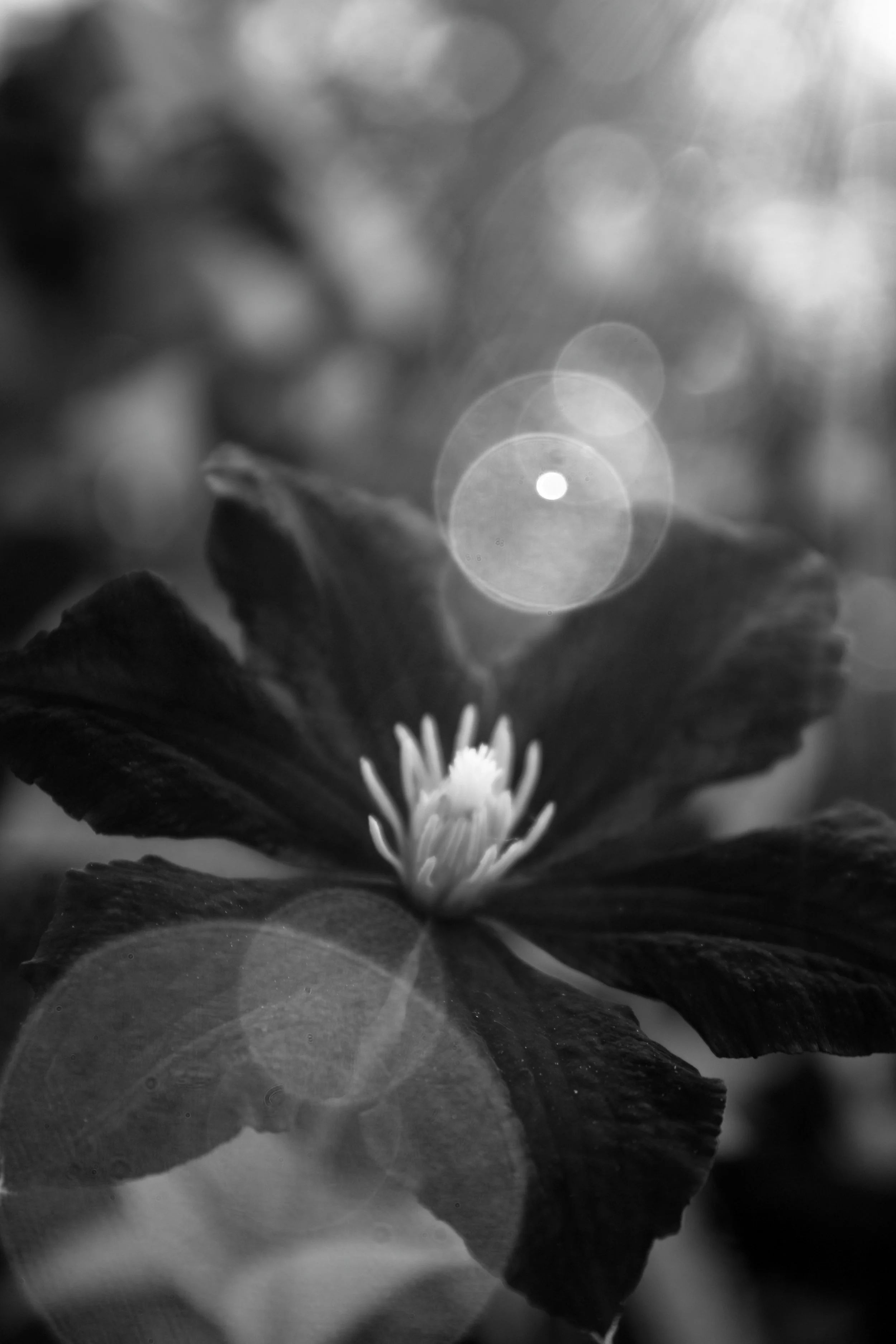 black and white.JPG