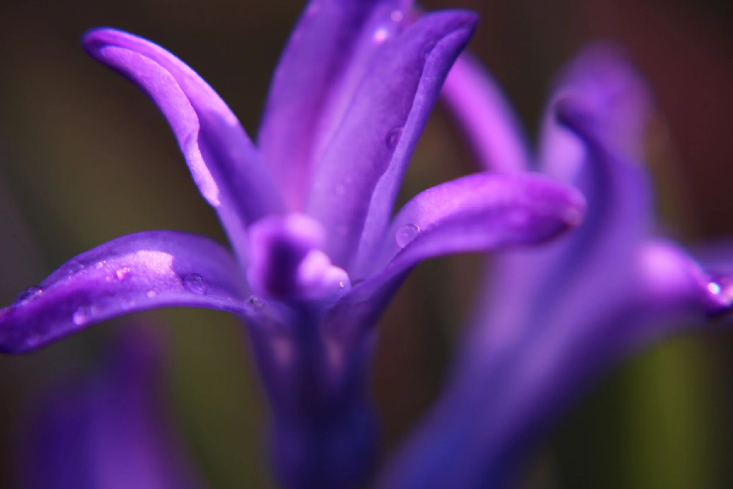 bold purple flower.jpg