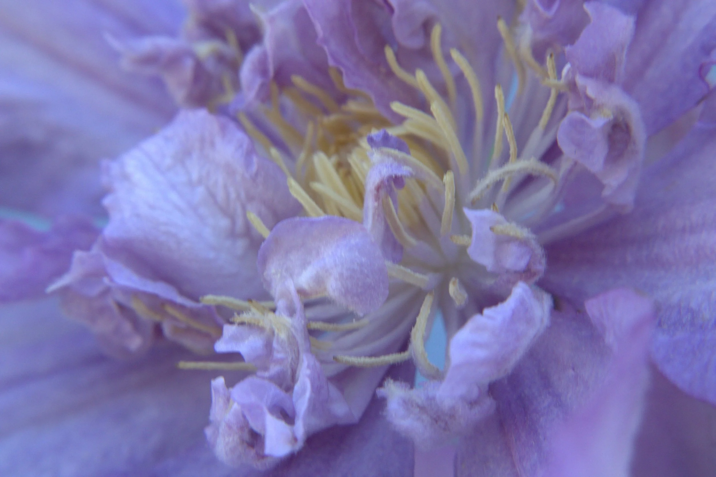 center of flower.jpg