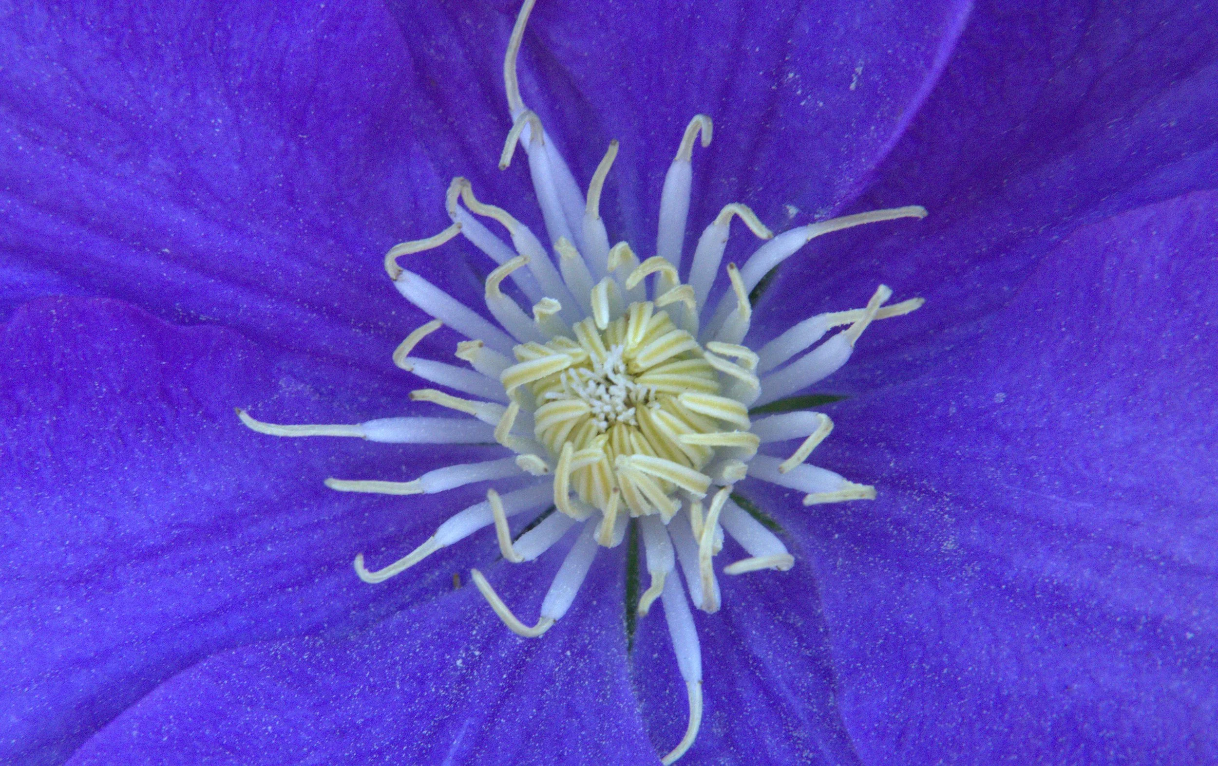 cut to center.jpg