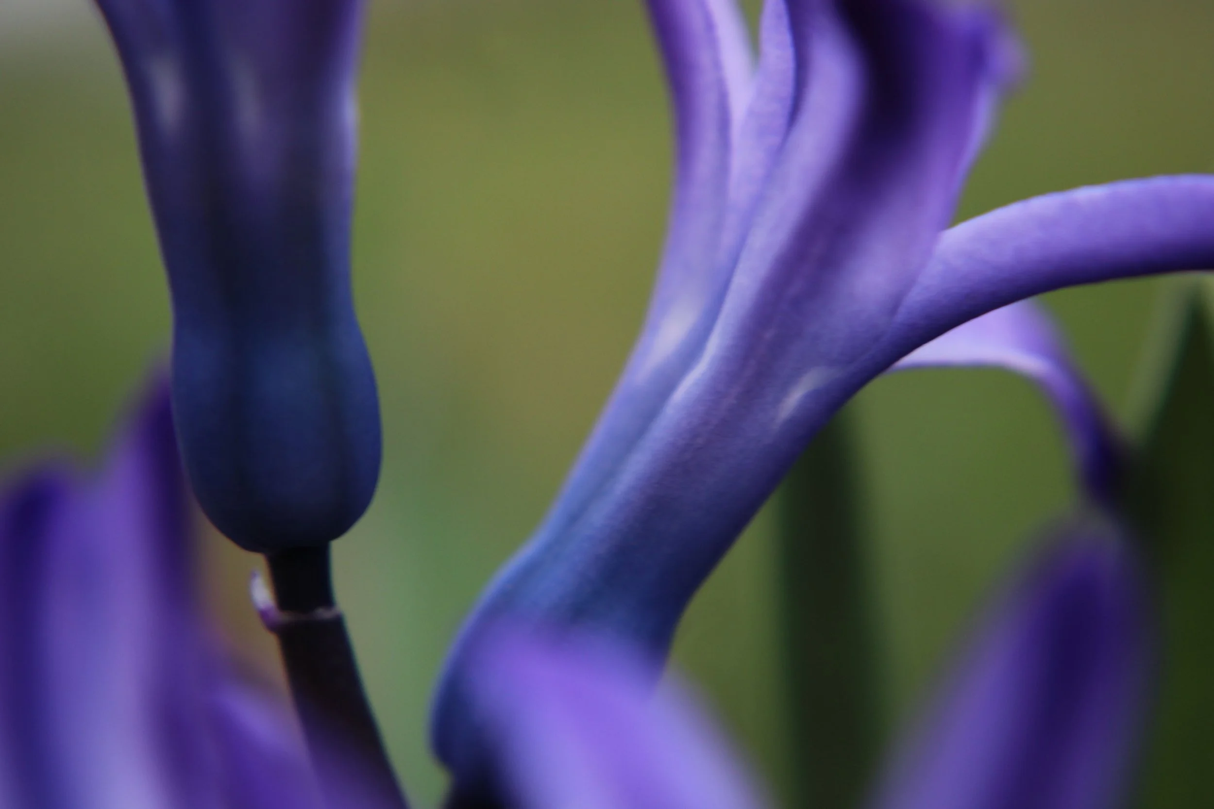 group of purple flowers.jpg