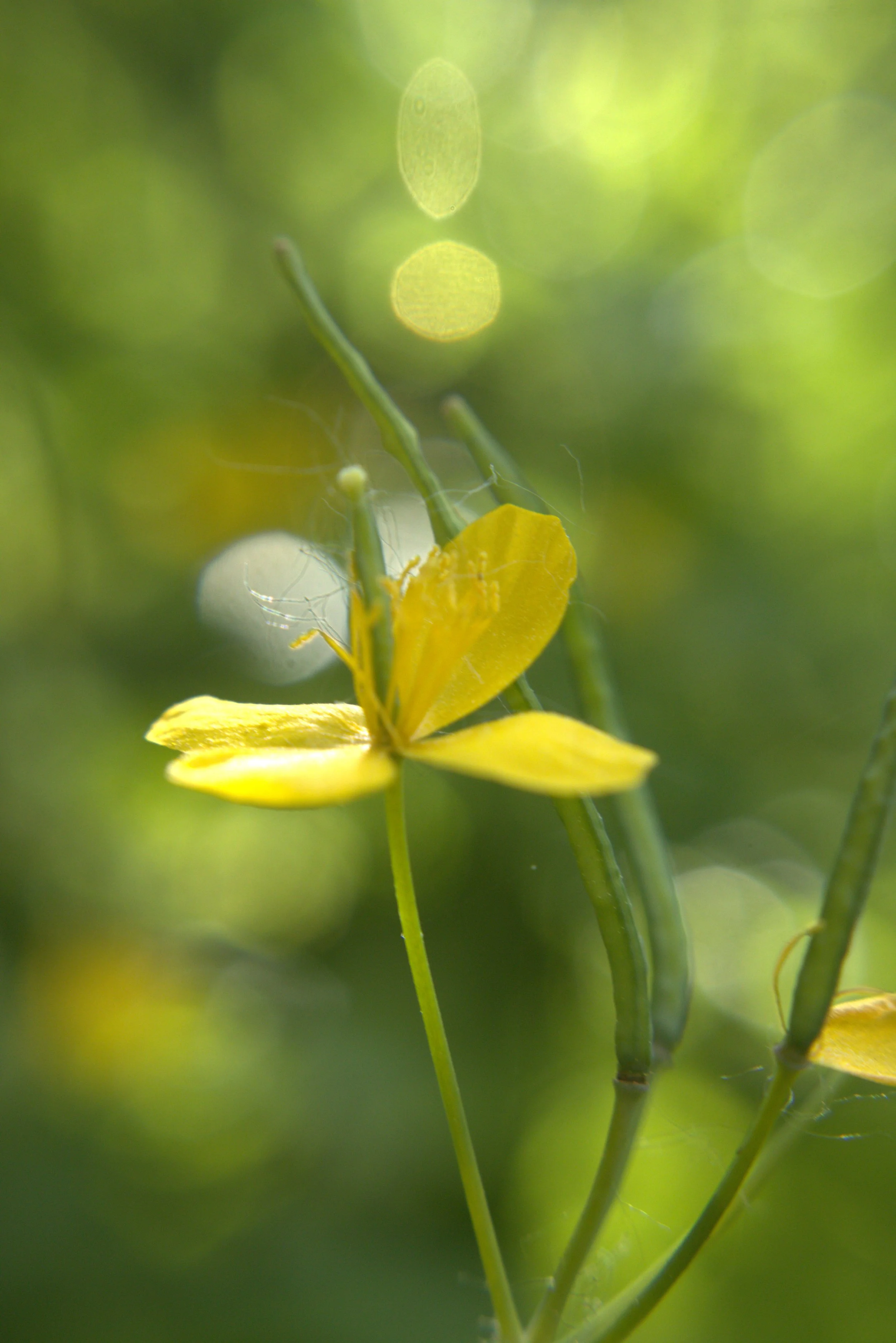 orbs in yellow