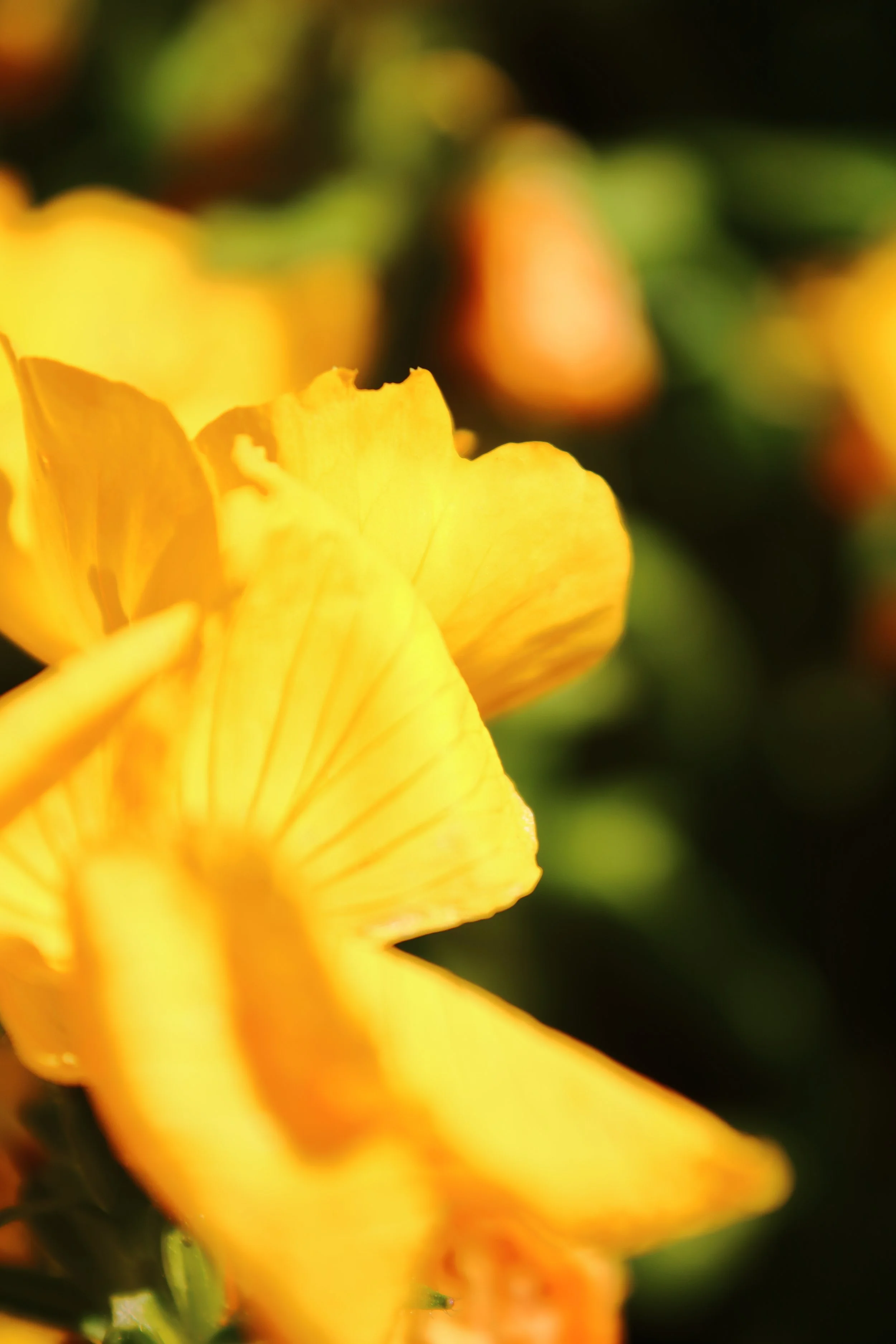 buttery yellow