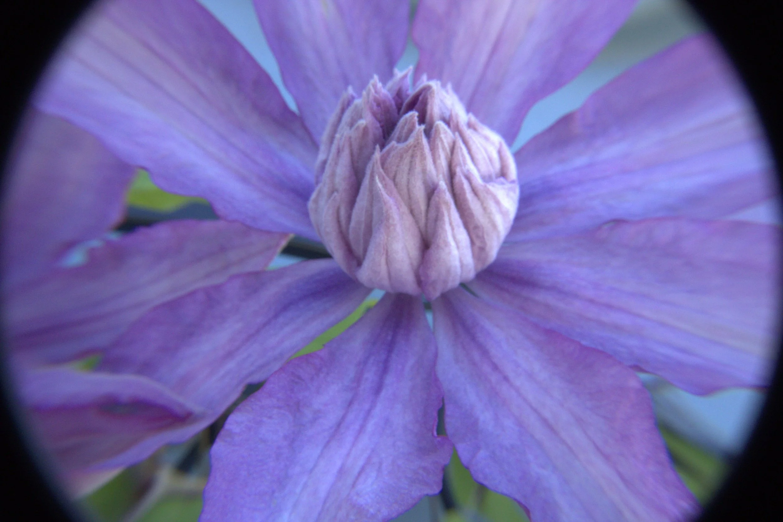 flower in circle.jpg