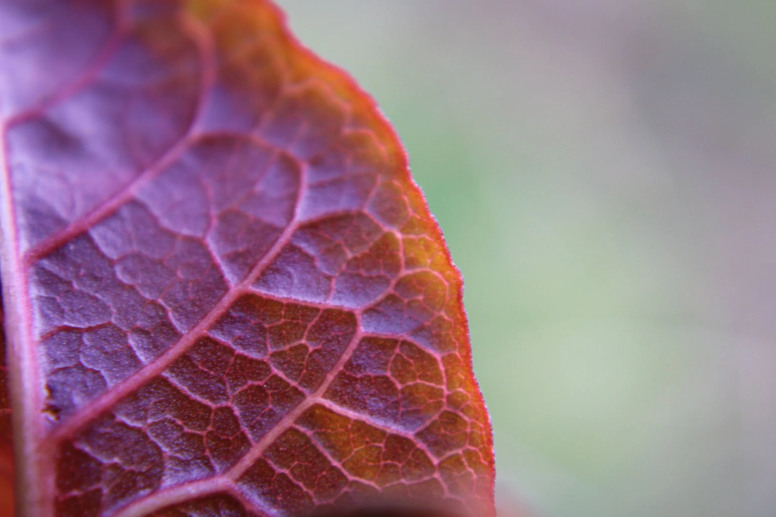 leaf side