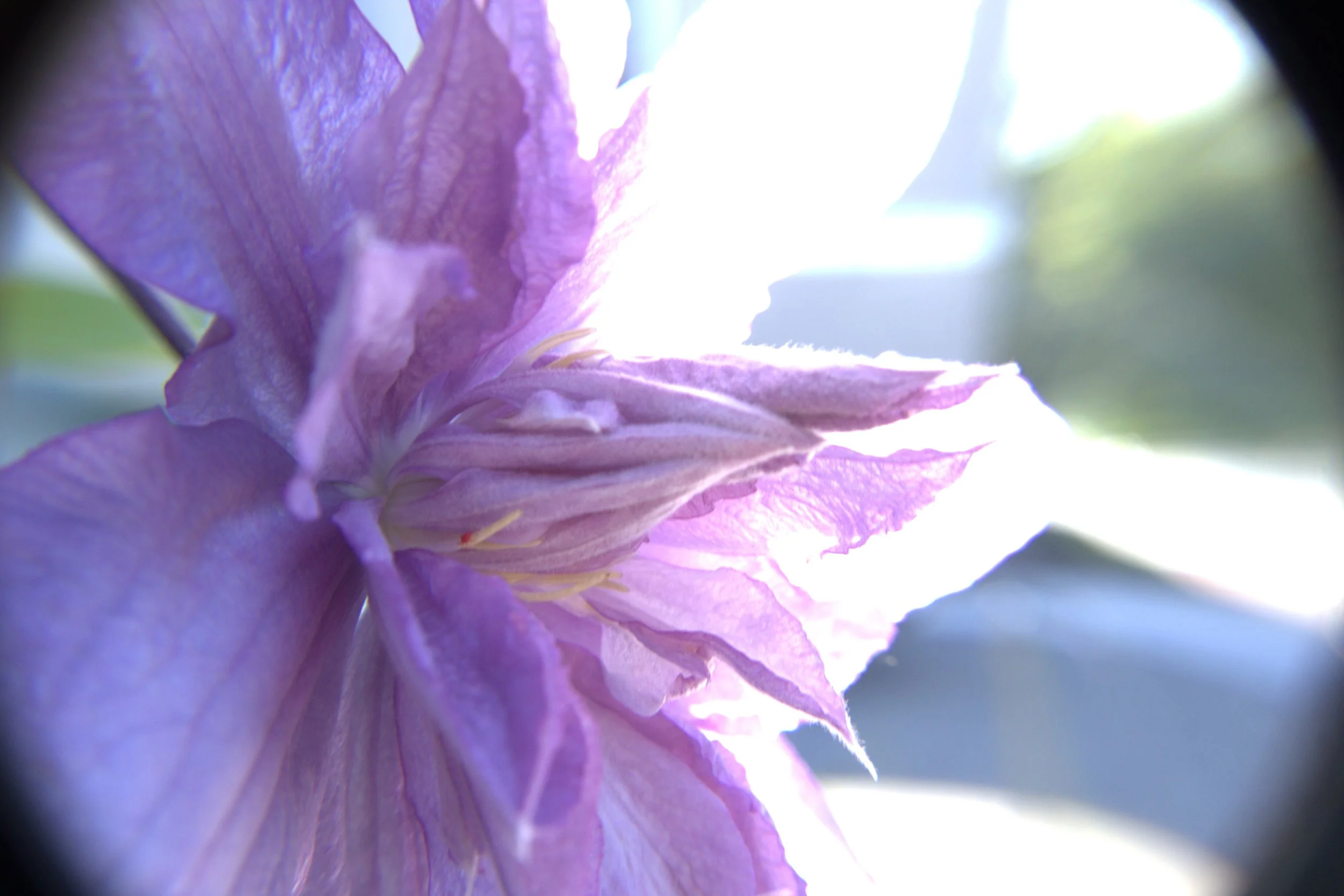 in the sun.jpeg