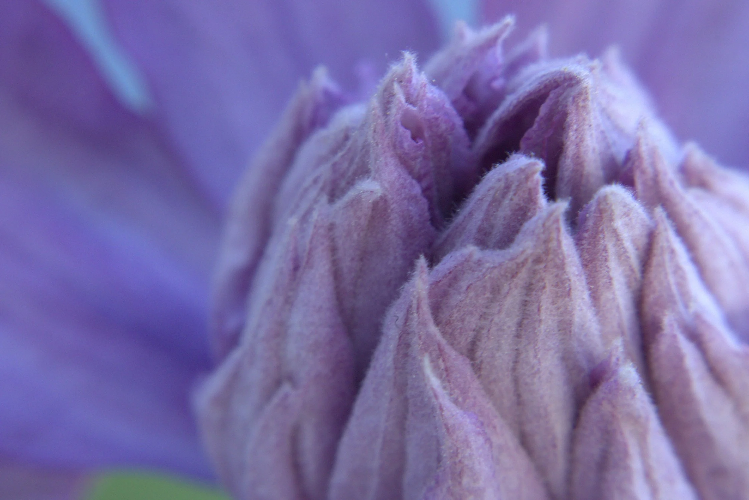 purple tip.jpeg