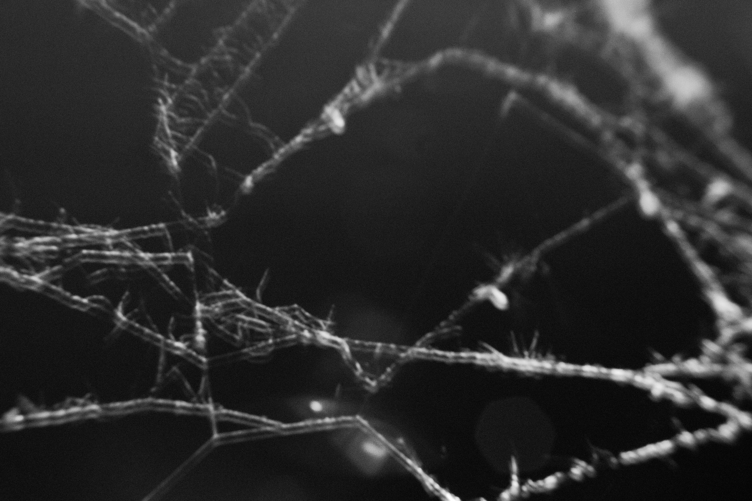 black and white spider web.jpg