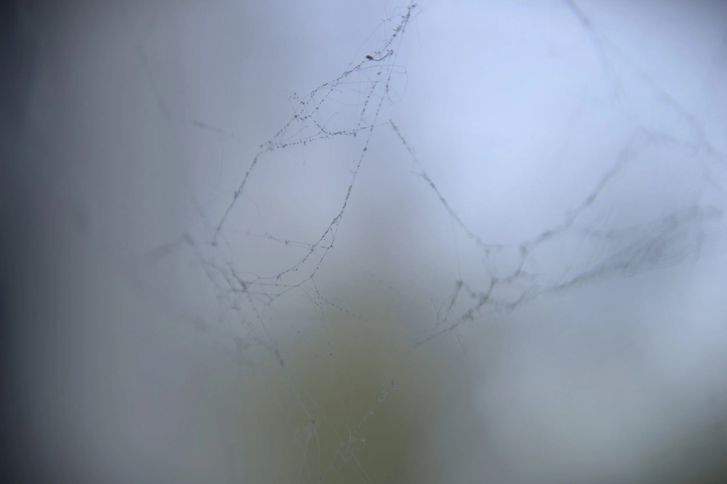 spiderweb edit.jpg