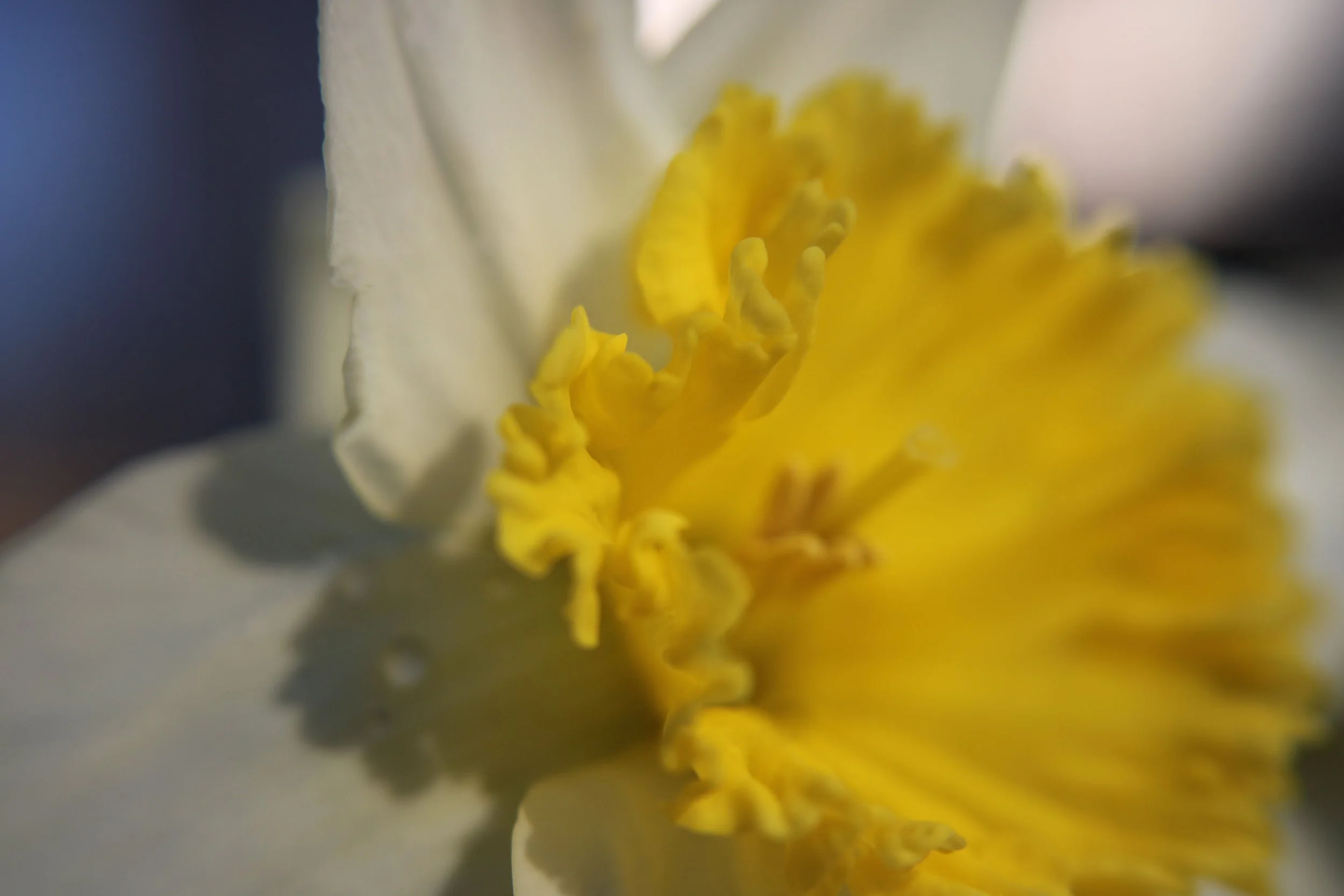 bright yellow.jpg