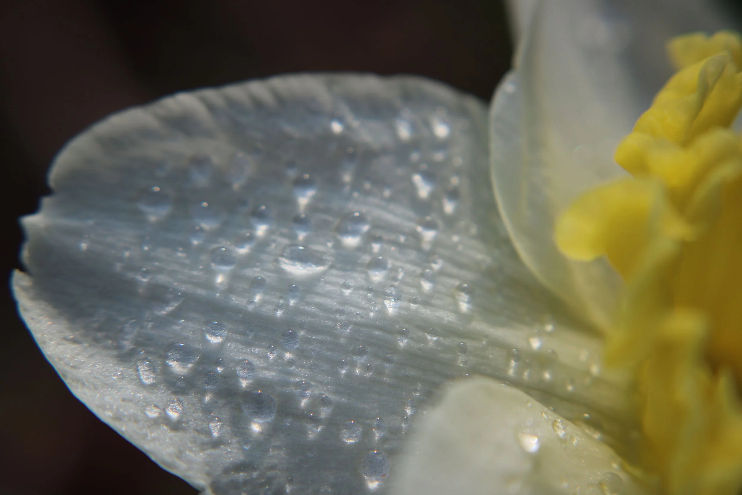 flower petal wet.jpg