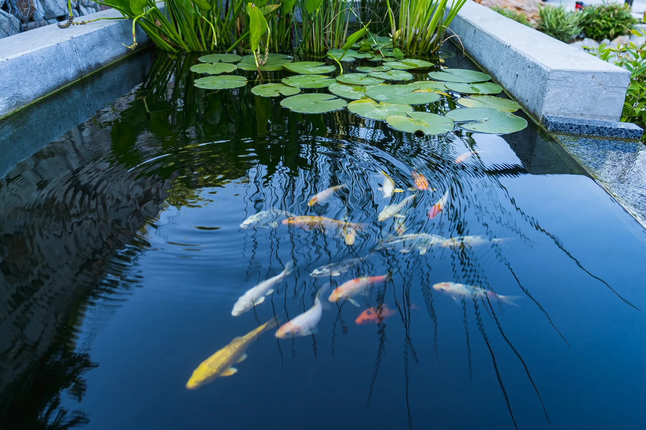 Stonecutter Masonry Concrete Koi Pond Project in Buffalo NY
