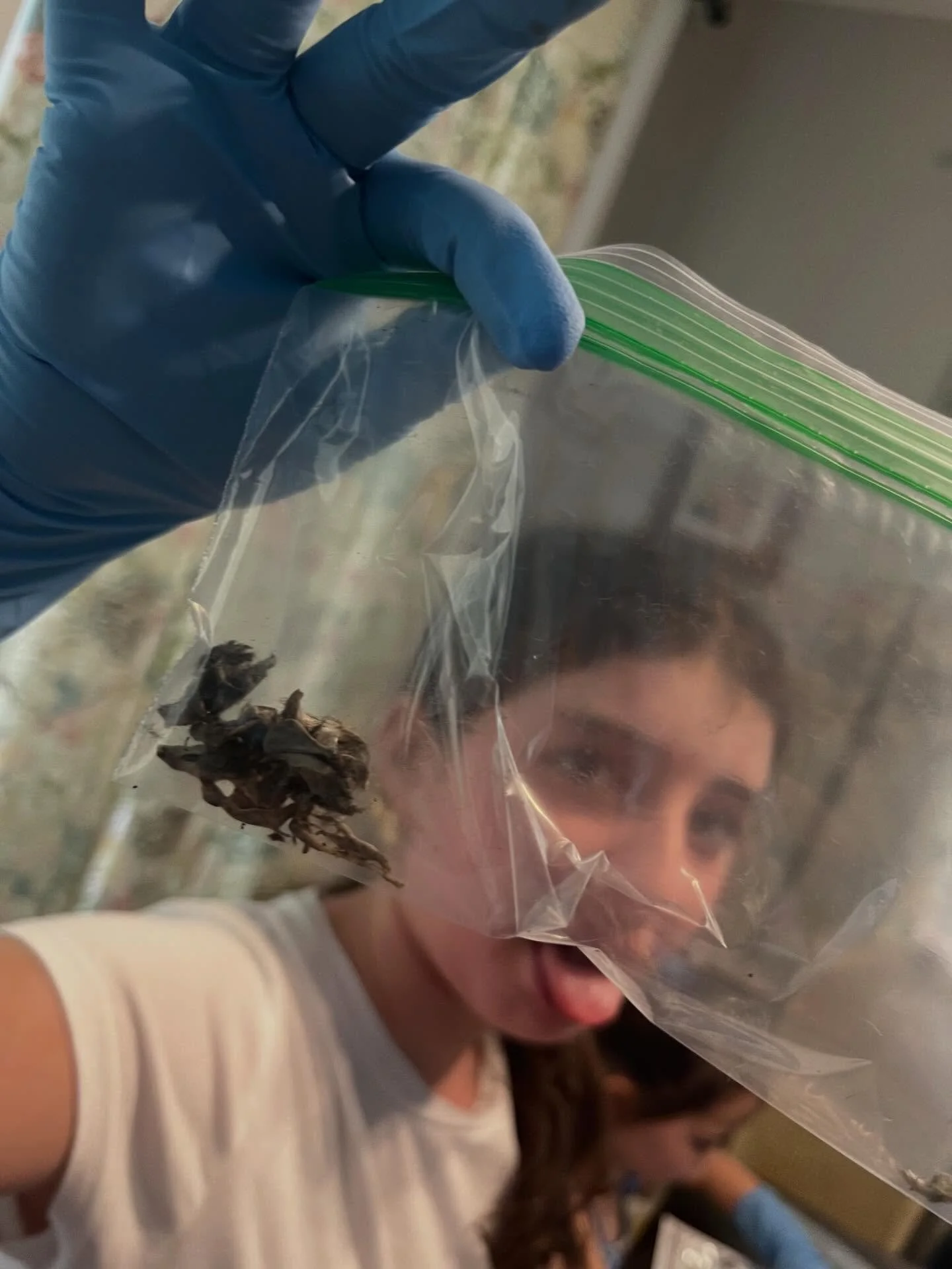 Owl Dissection Lab