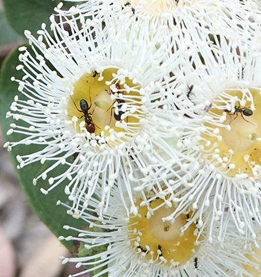 Pollinator Corridor Research: Investigations into a pollinator corridor for inner Sydney, Australia