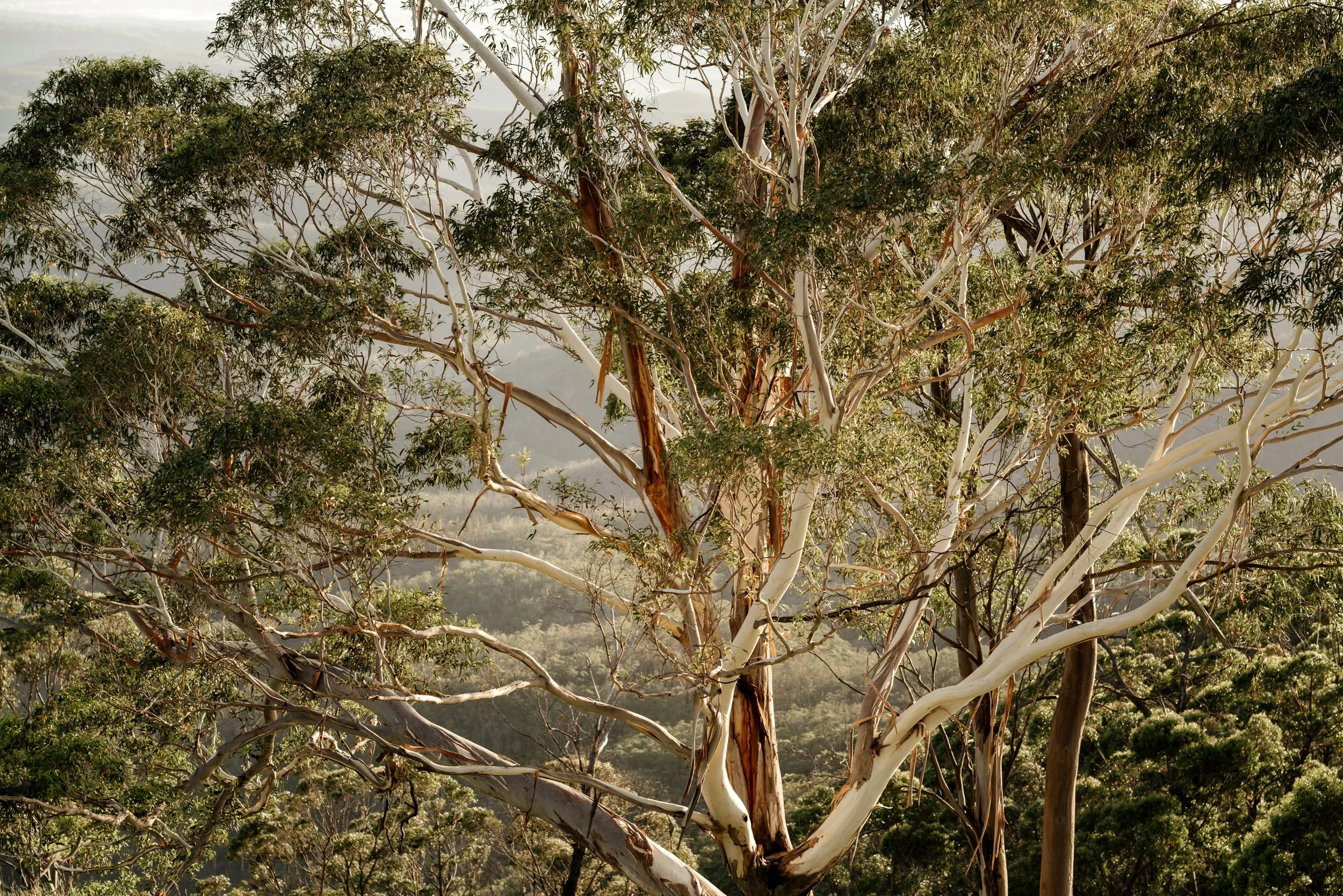 Pathways Towards Inclusion: First Nations’ Principles (Sharing, Making and Kinship in Australian Workplace)