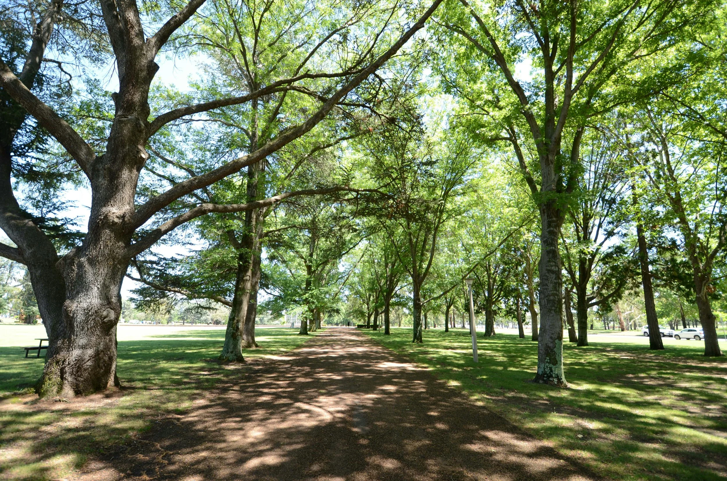 Suburban Heat: An Examination of the Urban Heat Island Effect in Canberra, through an In-Depth Analysis of the Suburb of Wright and a Review of ACT Government Policy