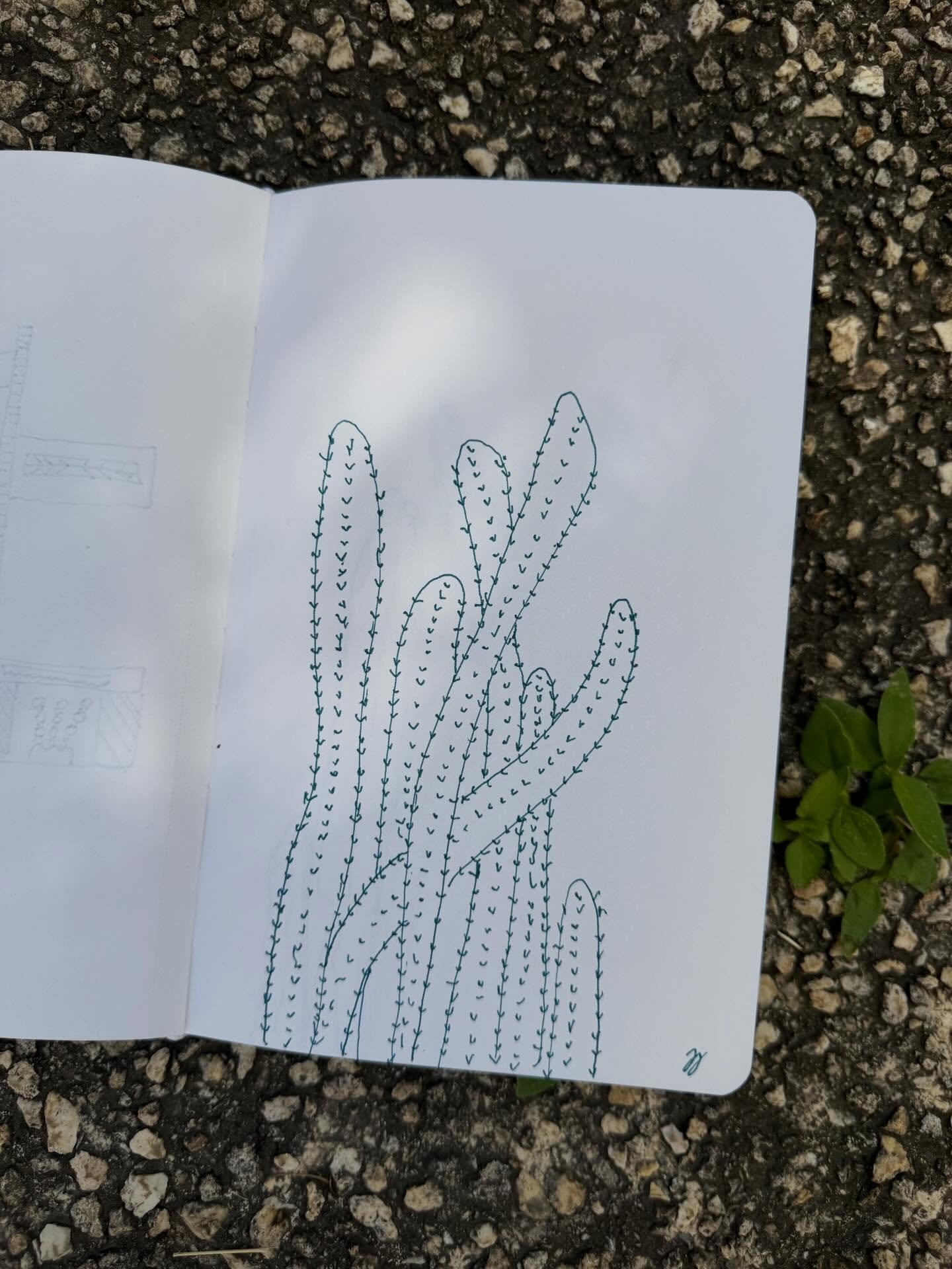 Conceptos: cactus #dibujo #ilustraci&oacute;n