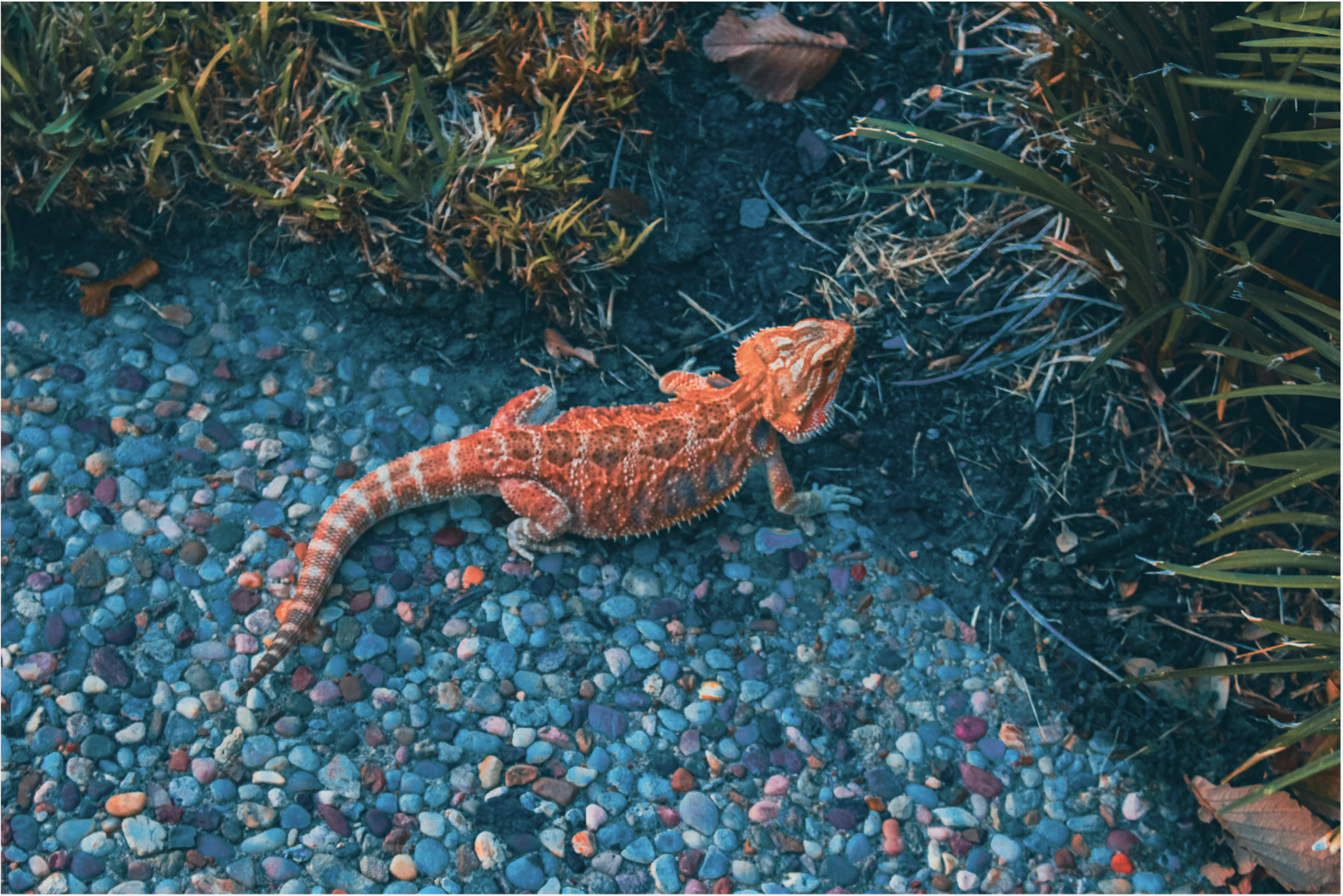 A lizard with orange and brown patterned scales lying on a gravel path next to green grass.