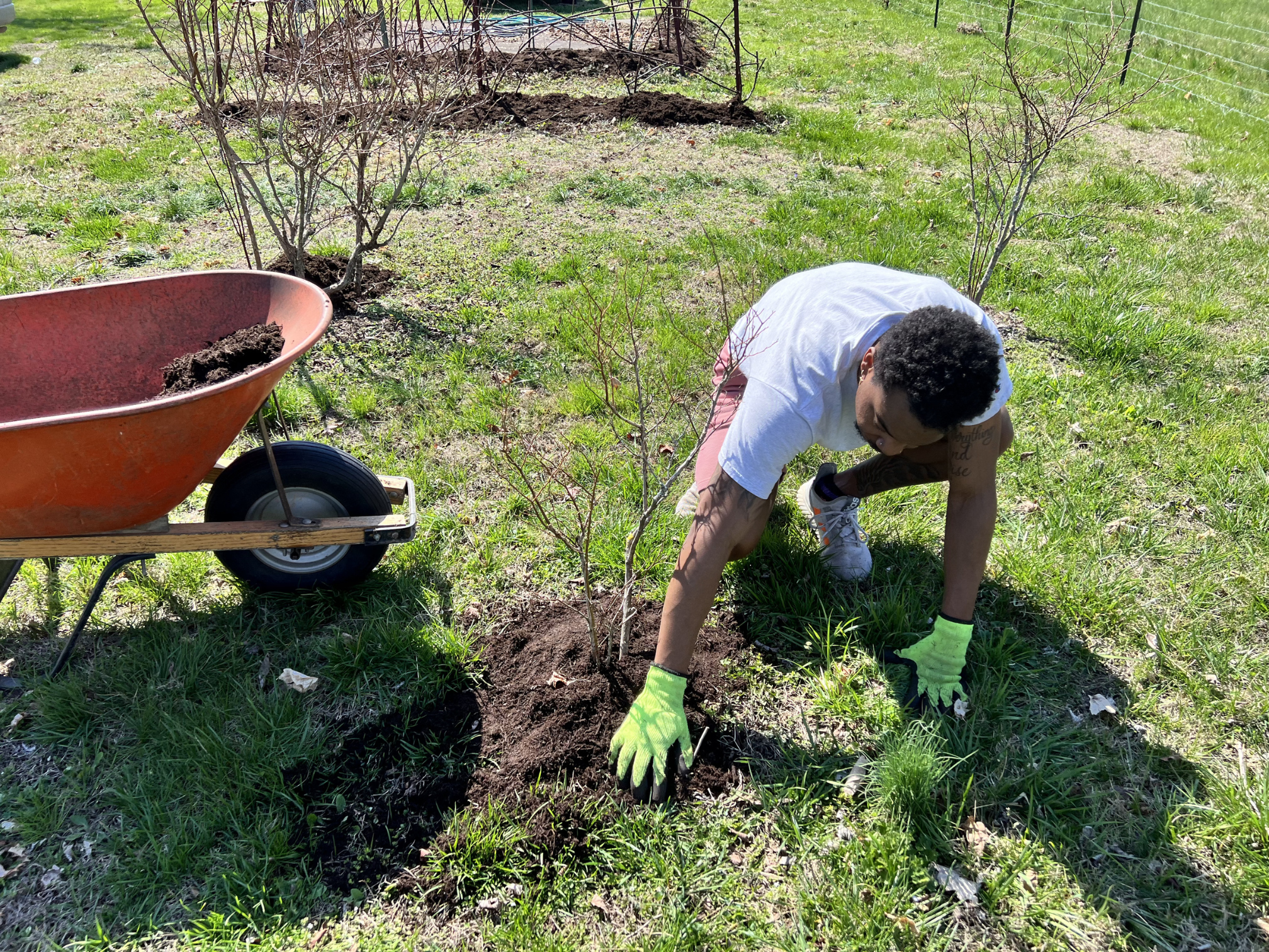A person planting a small tree in a garden next to a wheelbarrow filled with soil, wearing gloves and working on the soil.