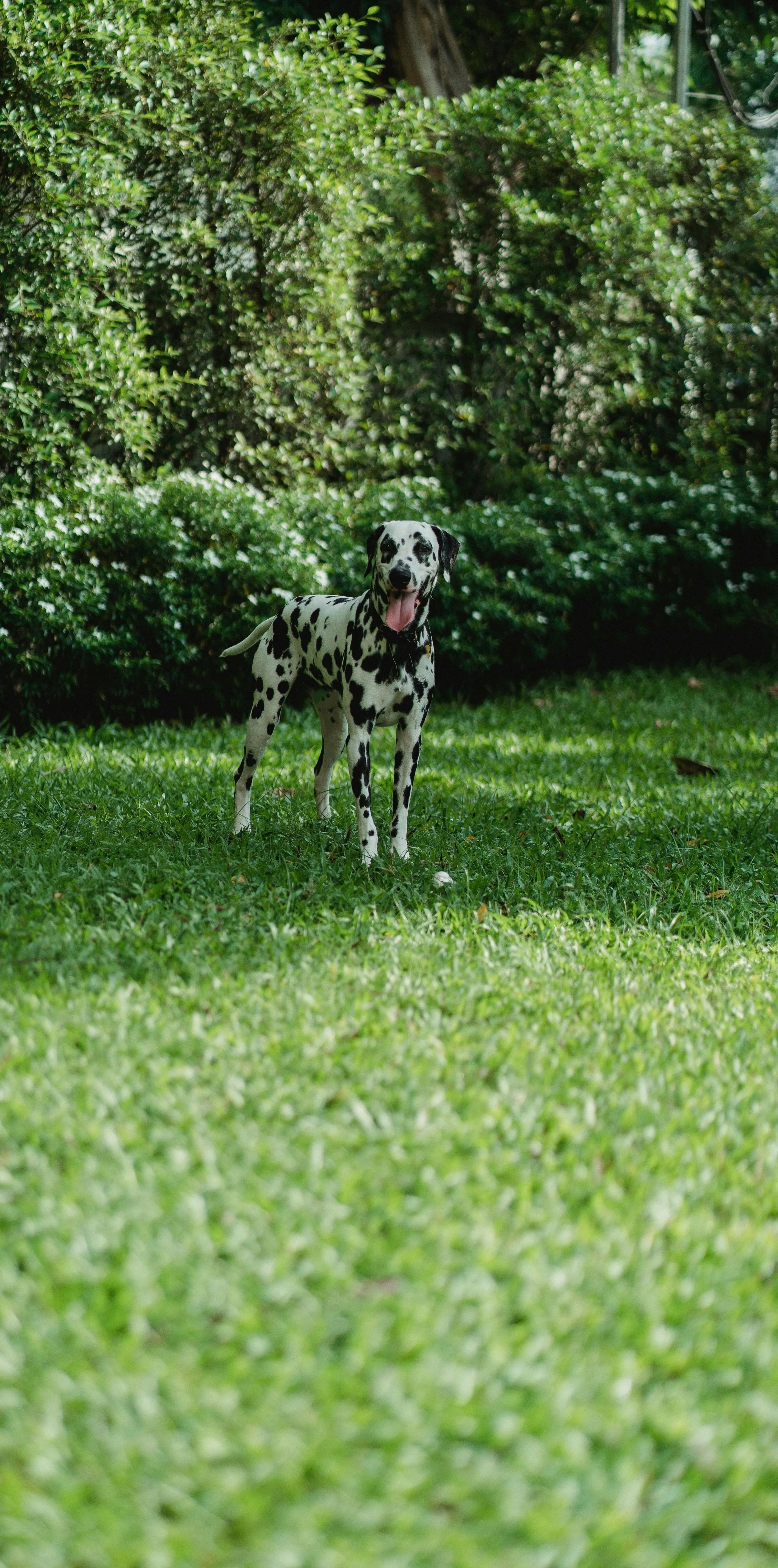 A Dalmatian dog standing on a grassy lawn with green bushes and trees in the background, smiling with its tongue out.