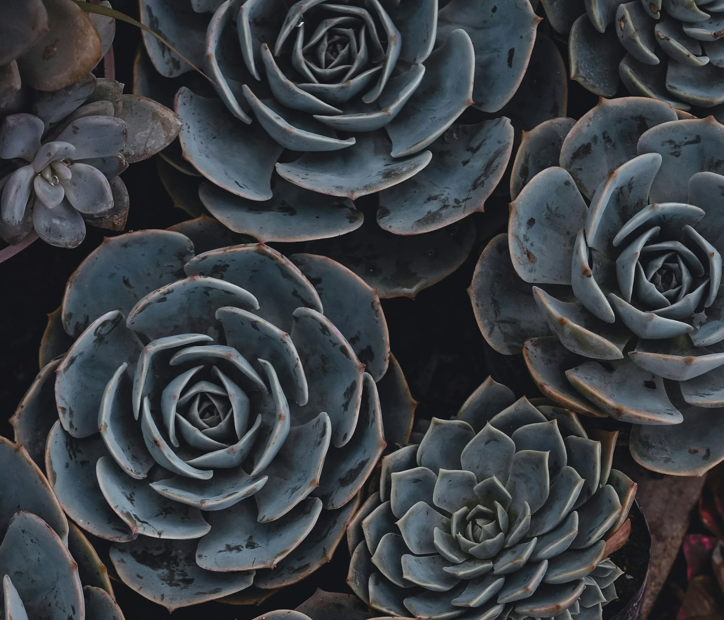 Close-up of several rosette-shaped succulent plants with blue-green leaves, some with reddish tips, arranged closely together.