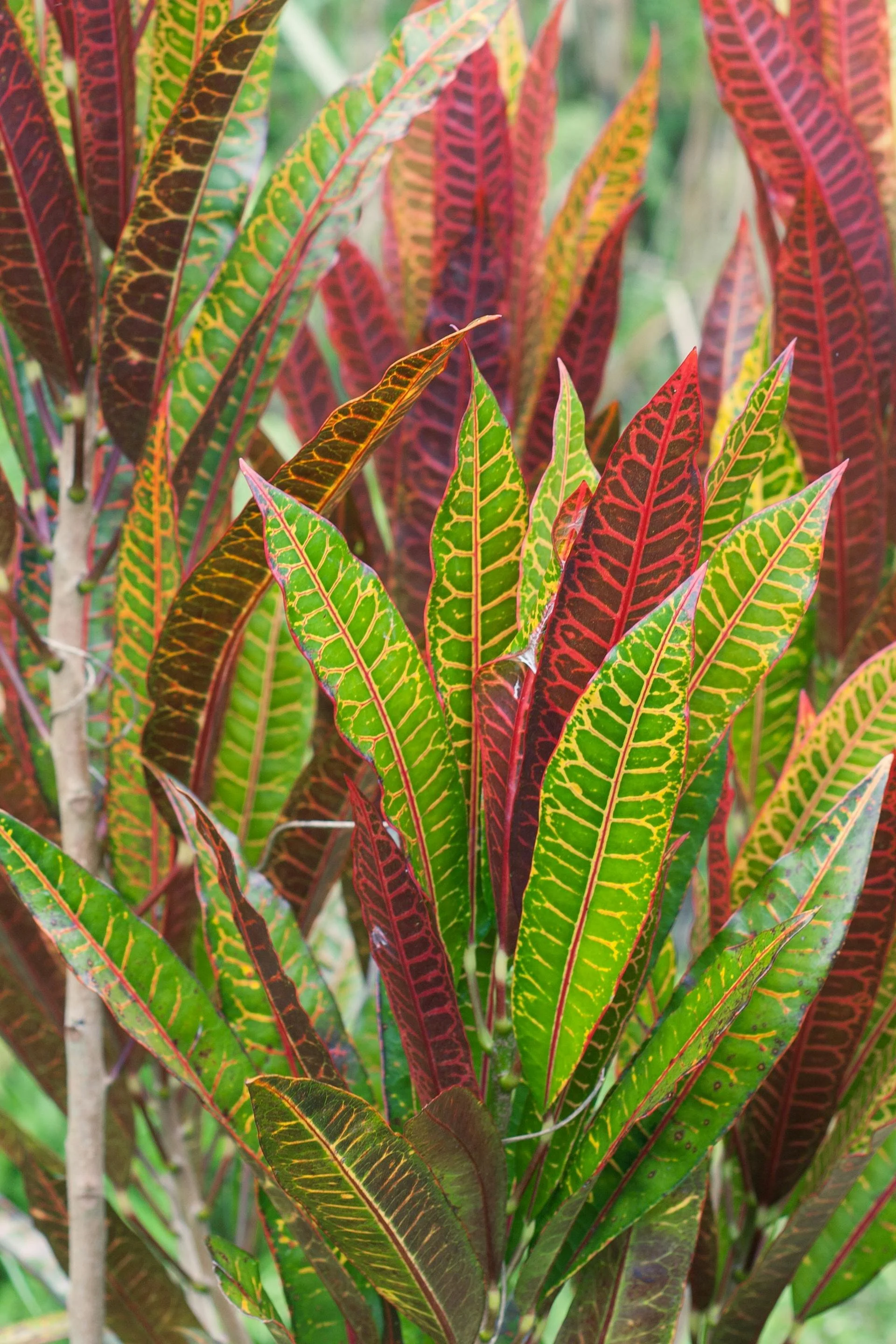 Colorful leaves of a Croton plant with green, red, and yellow veins.
