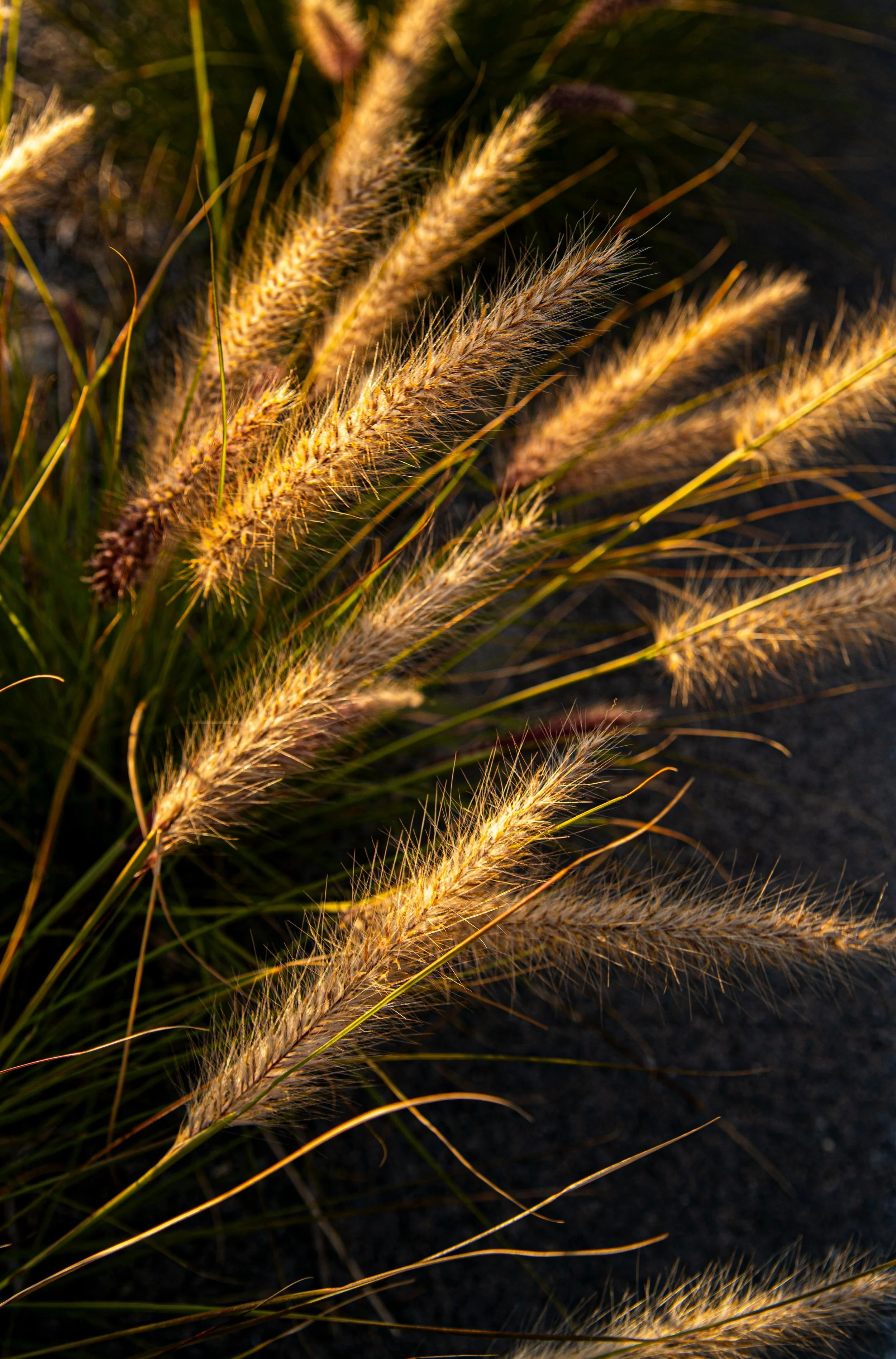Close-up of golden grass plumes illuminated by warm sunlight, with dark background.