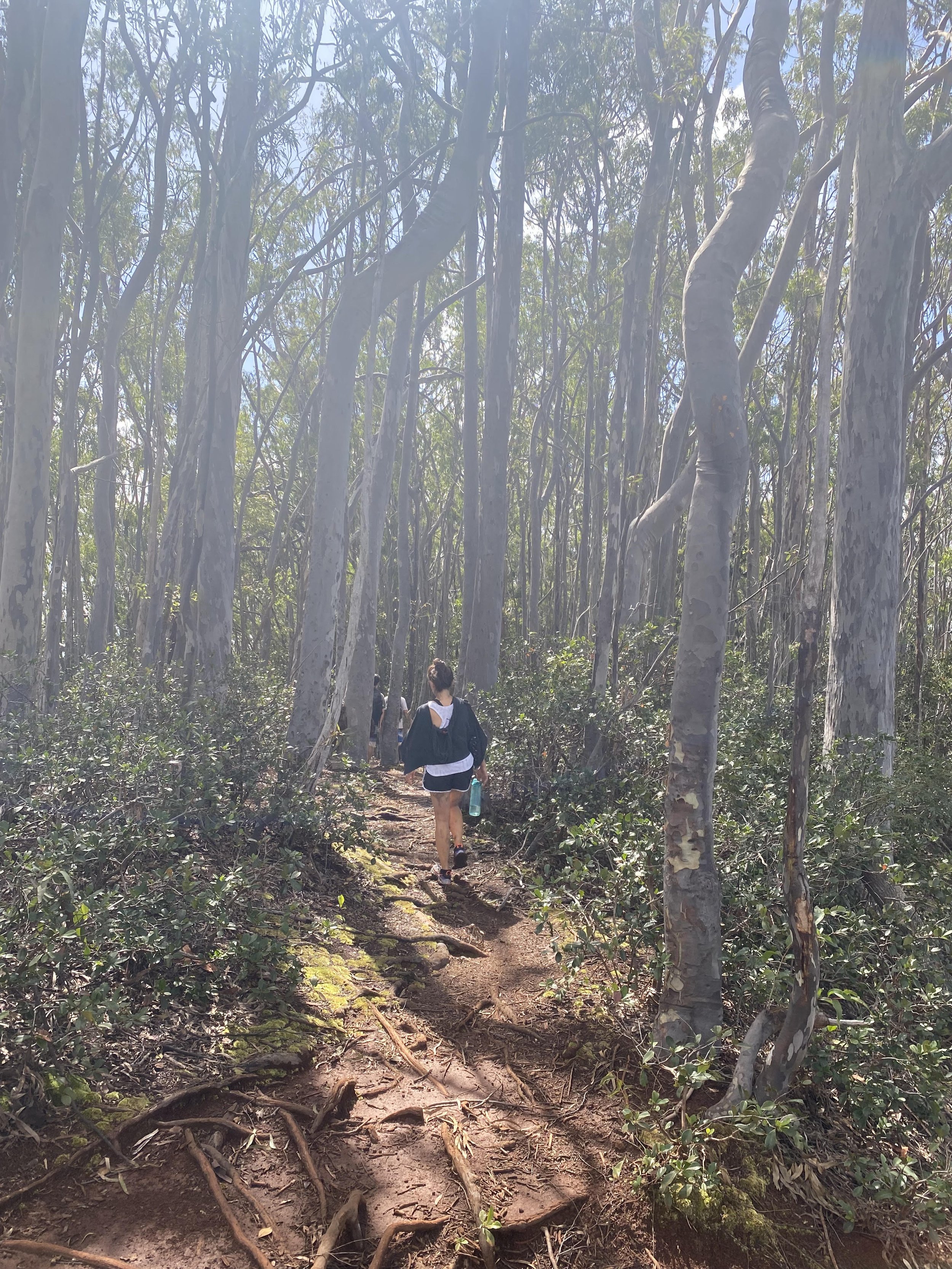 A person hiking on a dirt trail through a forest with tall, slender trees and green foliage, under a clear sky.