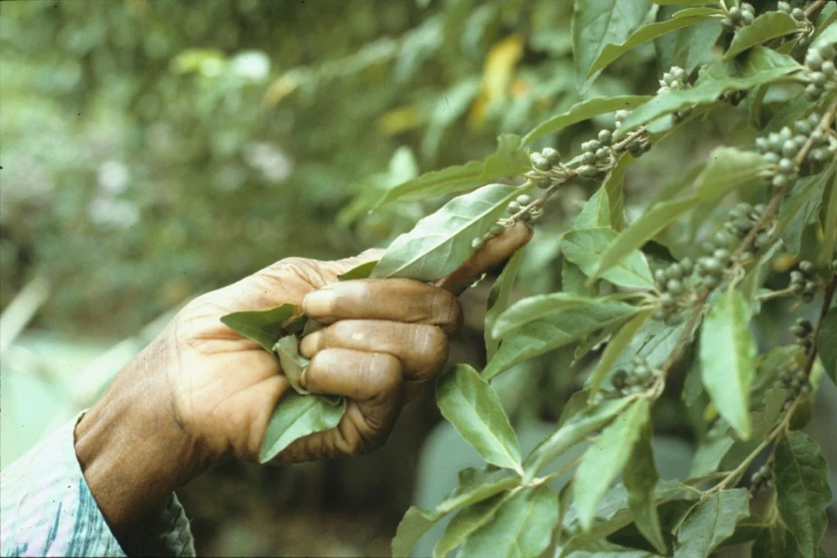 Consult An Herbalist