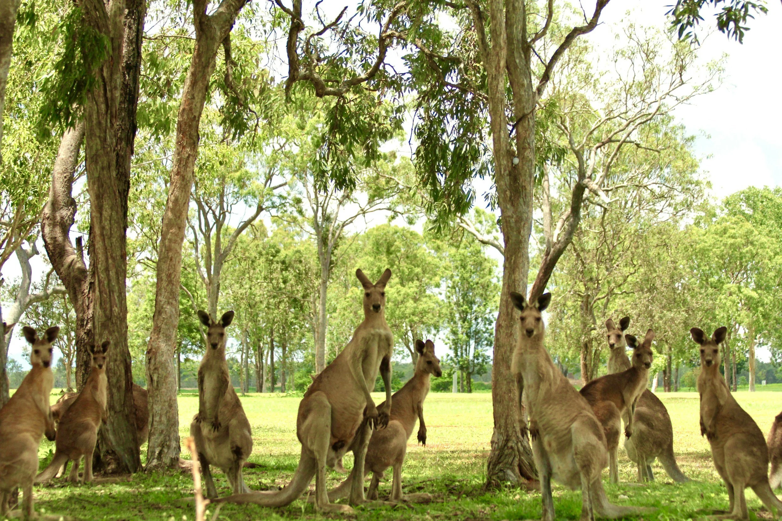A group of kangaroos gathered under trees in a grassy area on a bright, sunny day.